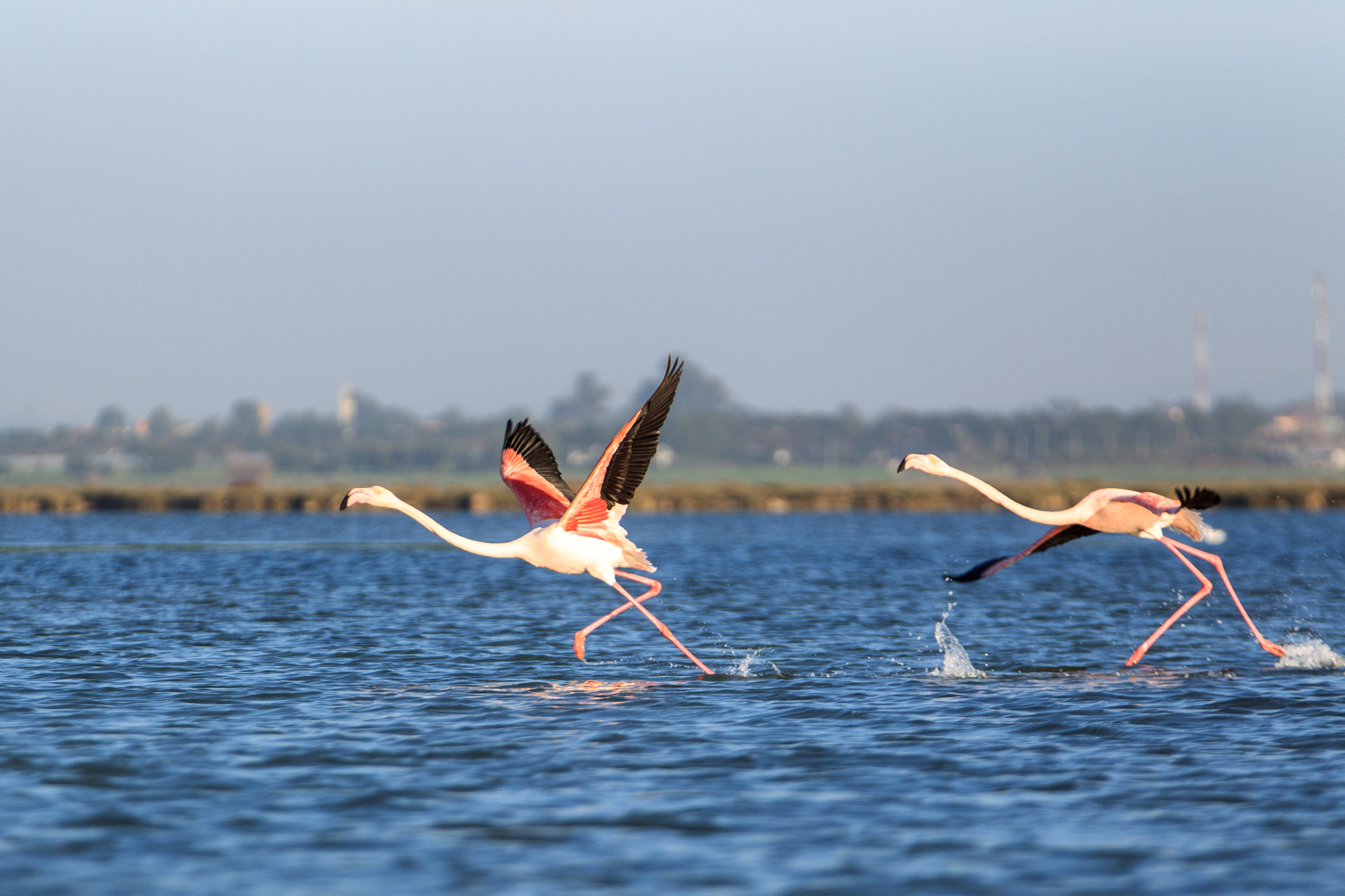 Canon EOS-1D Mark IV sample photo. Flamands roses photography