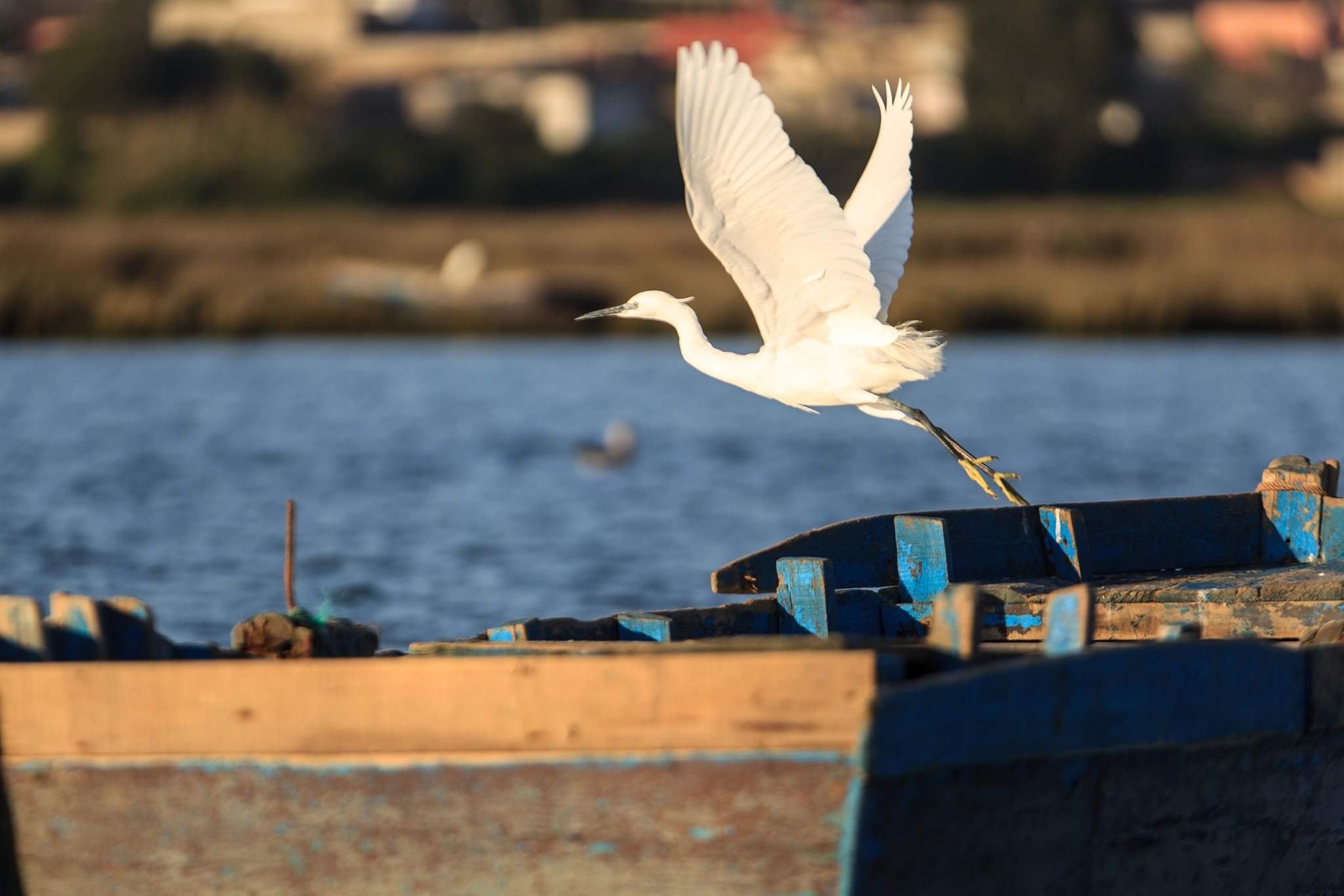 Canon EOS-1D Mark IV sample photo. Envol de l'aigrette garzette photography