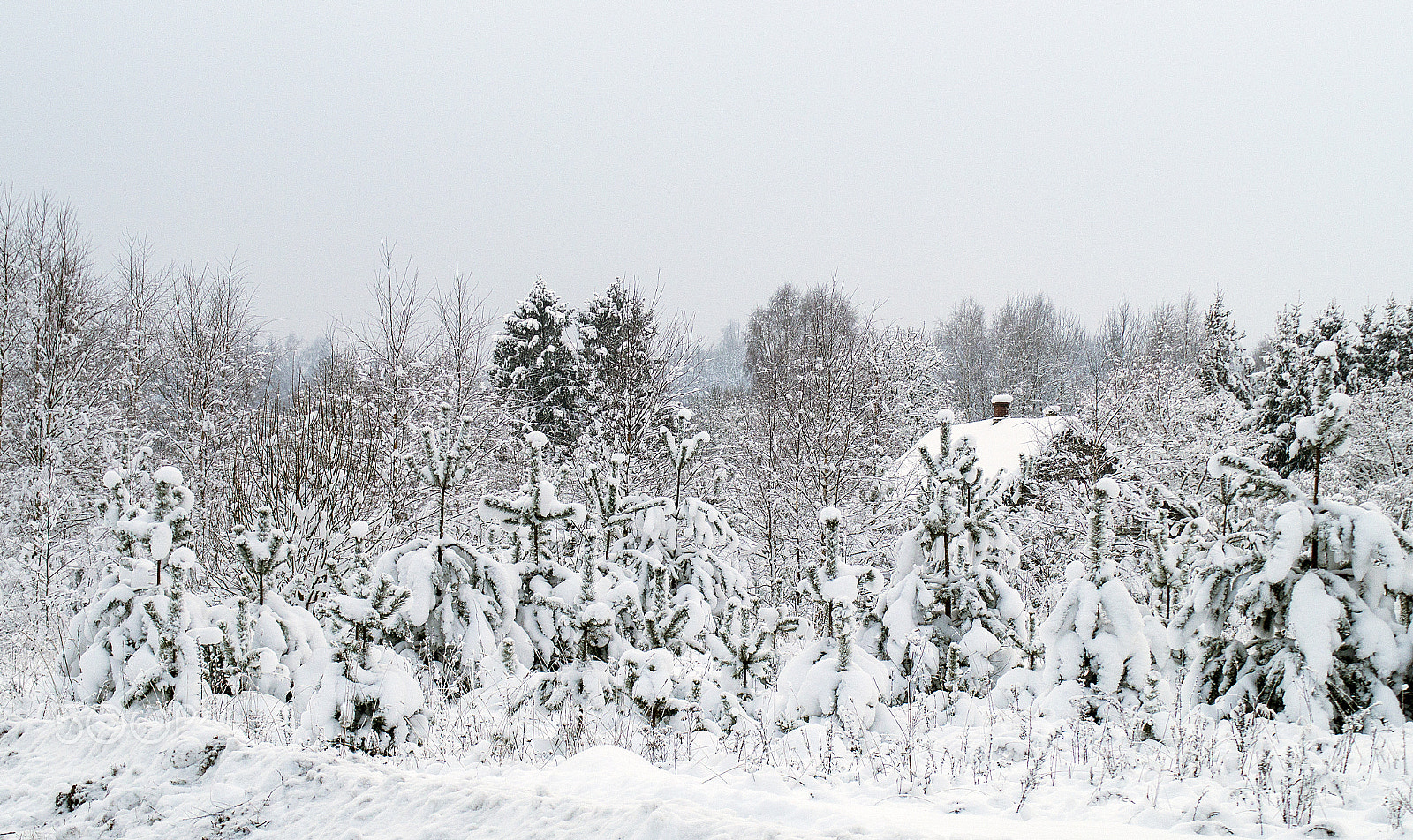 Sony SLT-A58 + Tamron AF 70-300mm F4-5.6 Di LD Macro sample photo. Snow... photography