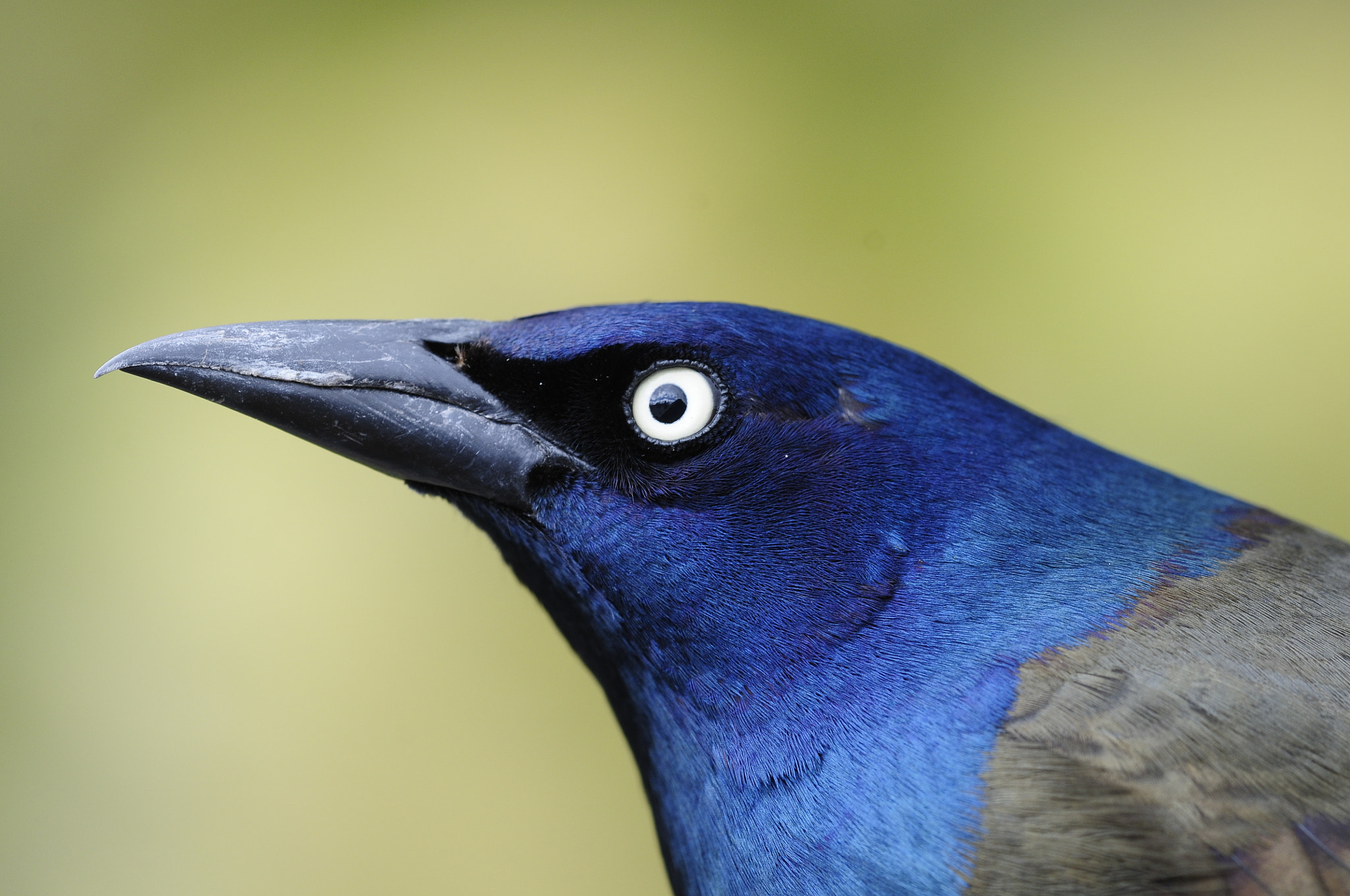 Nikon D300S + Nikon AF Micro-Nikkor 200mm F4D ED-IF sample photo. Quiscale bronzé quiscalus quiscula common grackle cld photography