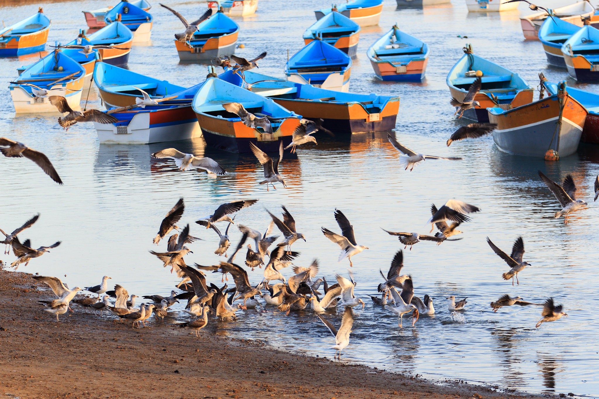 Canon EOS-1D Mark IV sample photo. Repas de mouettes photography