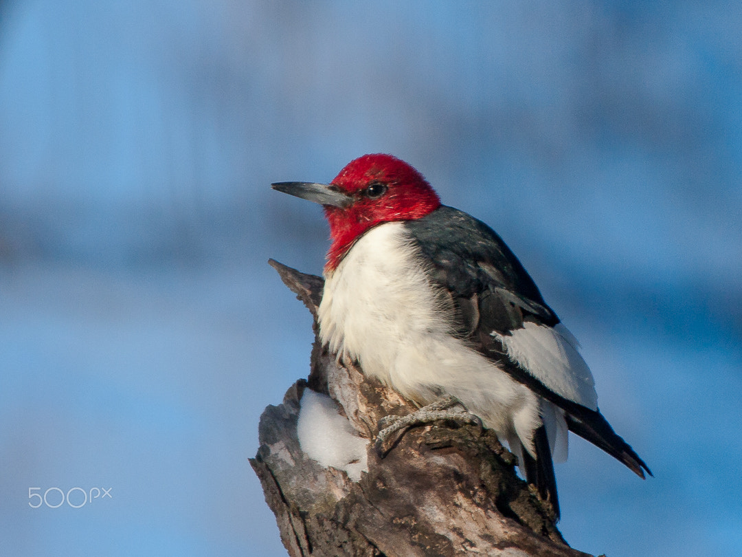Canon EOS 40D + Canon EF 70-200mm F2.8L IS II USM sample photo. Pic à tête rouge / red headed woodpecker photography