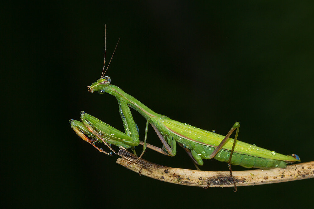 Canon EOS 7D + Canon EF 100mm F2.8 Macro USM sample photo. Elf photography