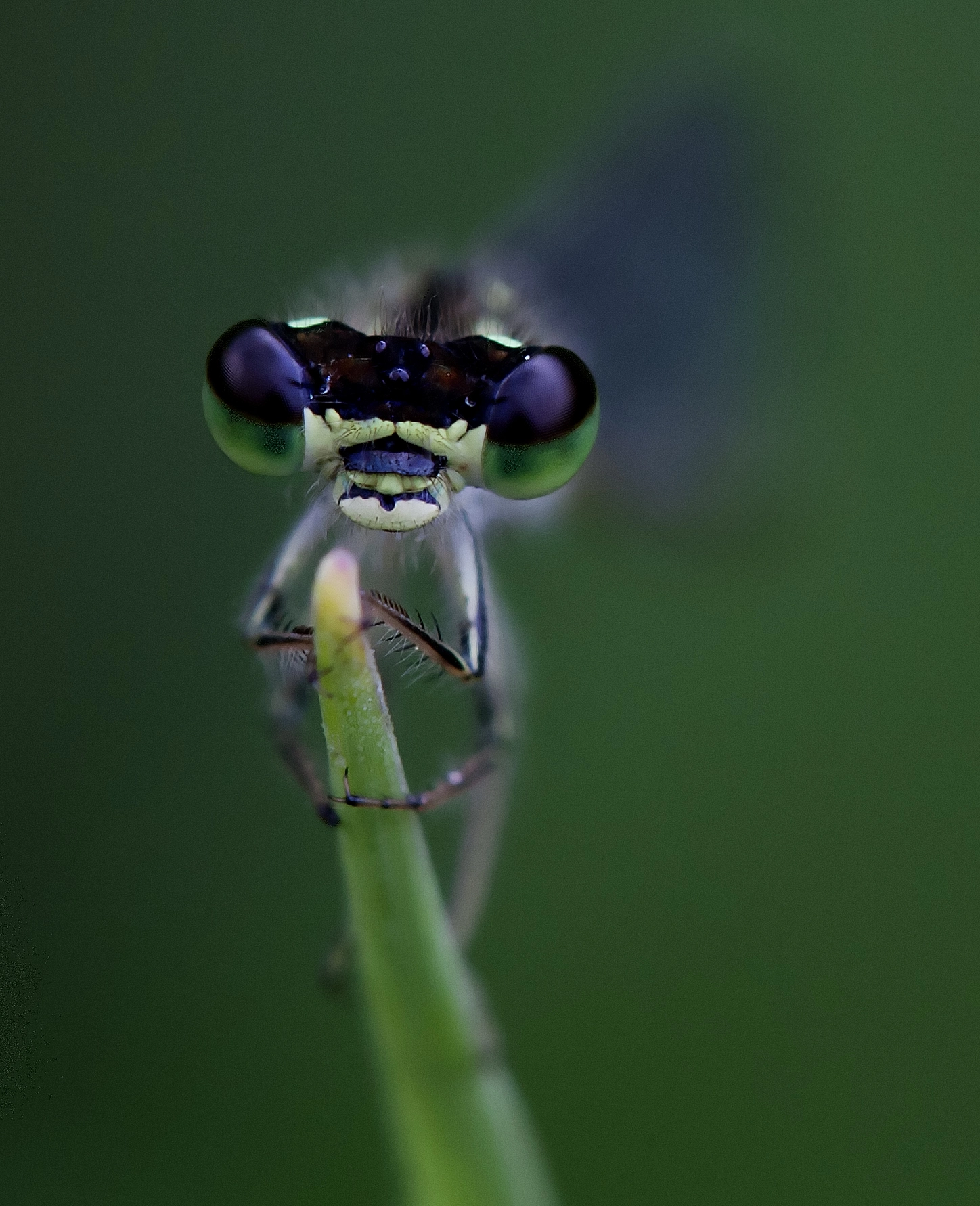 Tamron SP AF 180mm F3.5 Di LD (IF) Macro sample photo. Fragile face photography