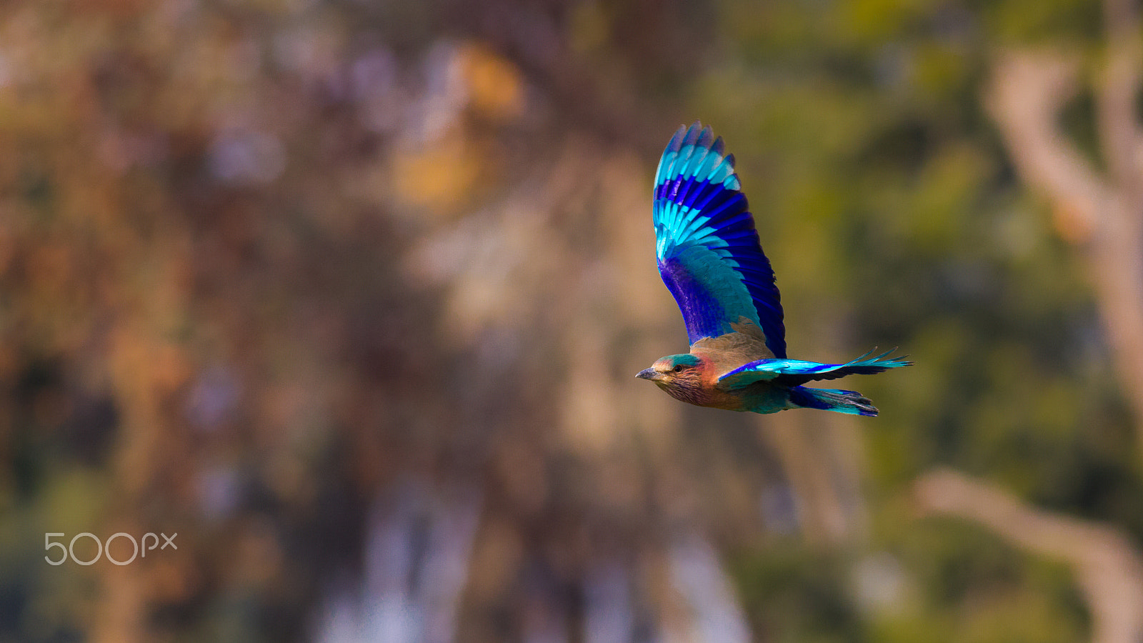 Canon EOS-1D Mark IV + Canon EF 400mm F5.6L USM sample photo. Indian roller photography