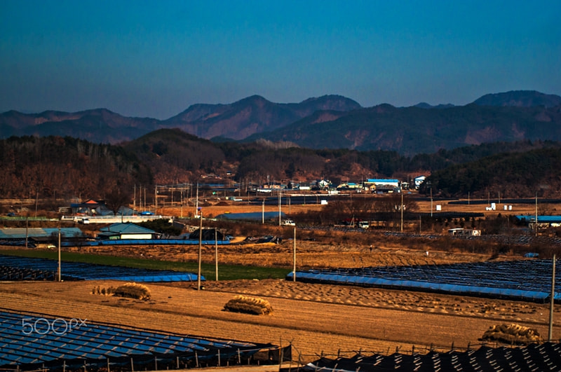 Tamron AF 70-300mm F4-5.6 Di LD Macro sample photo. Gingseng farm photography
