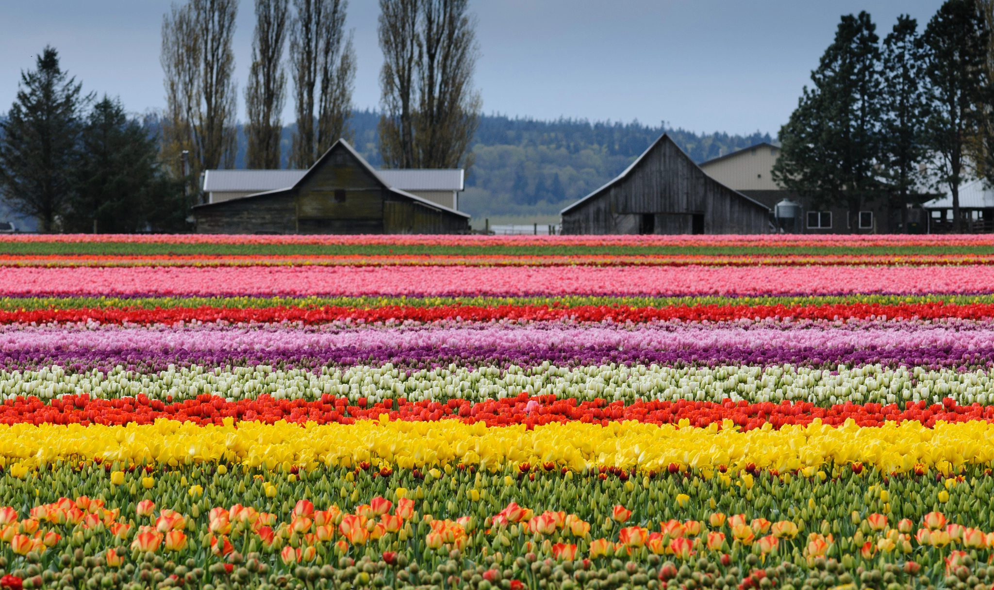 Nikon D300 + Nikon AF Nikkor 180mm F2.8D ED-IF sample photo. Field of flowers photography