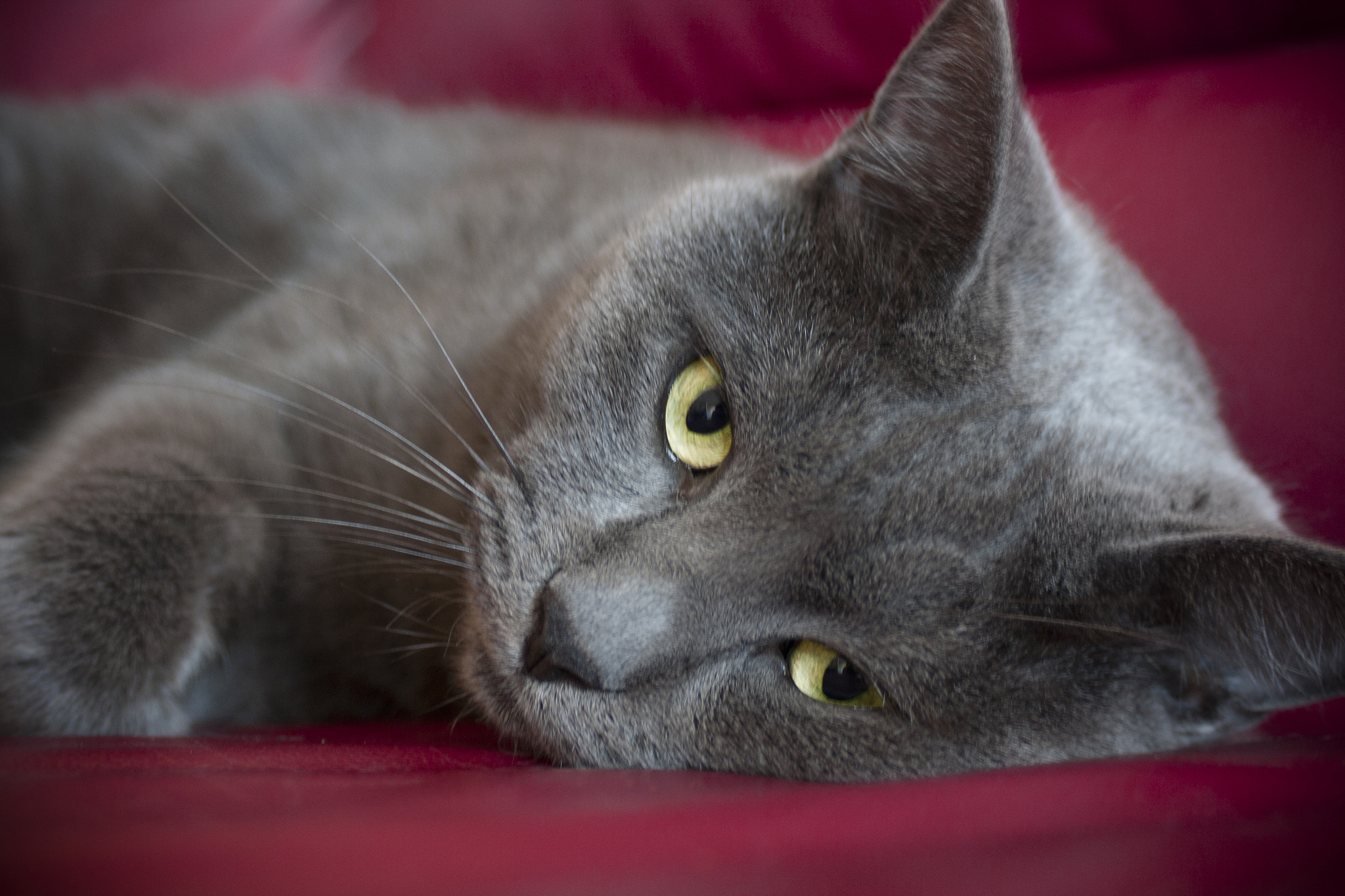 Canon EF 28-90mm f/4-5.6 sample photo. Rocco photography