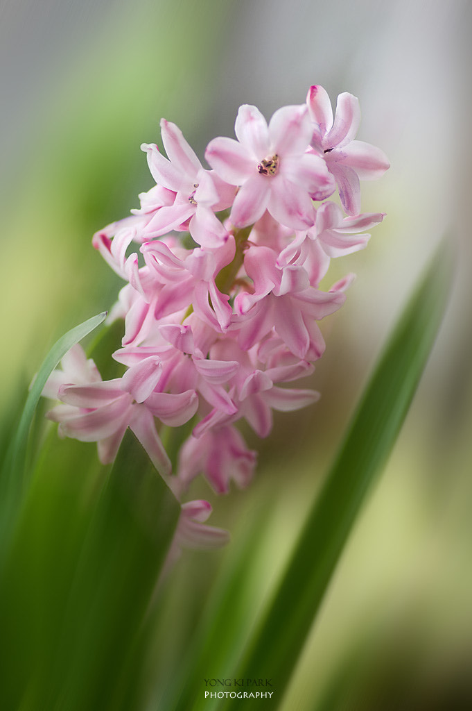 Pentax smc D-FA 100mm F2.8 macro sample photo. Spring will sprout out soon photography