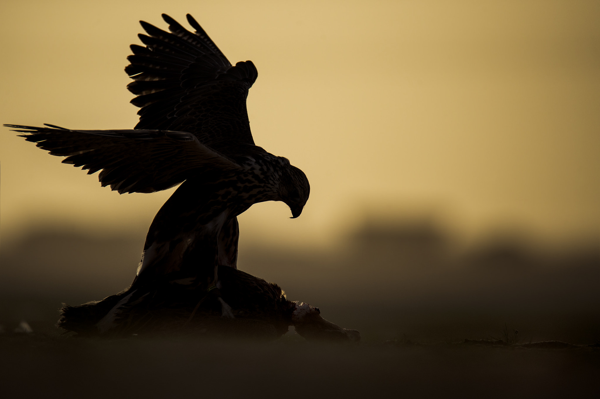 Nikon D4S sample photo. Hunting photography