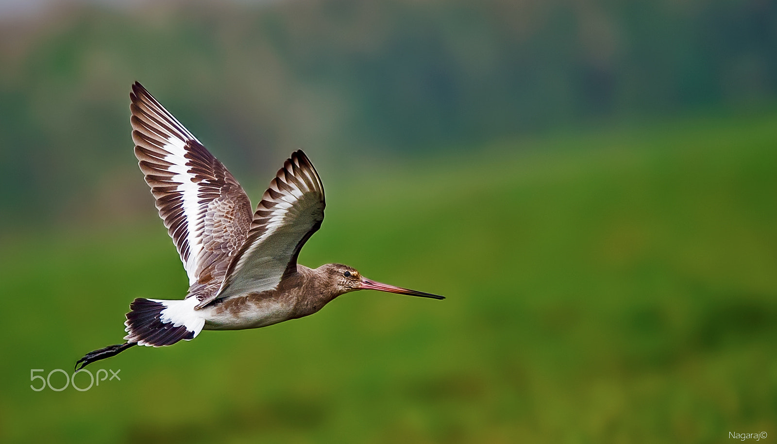 Nikon Nikkor AF-S 300mm F4E PF ED VR sample photo. Godvit photography