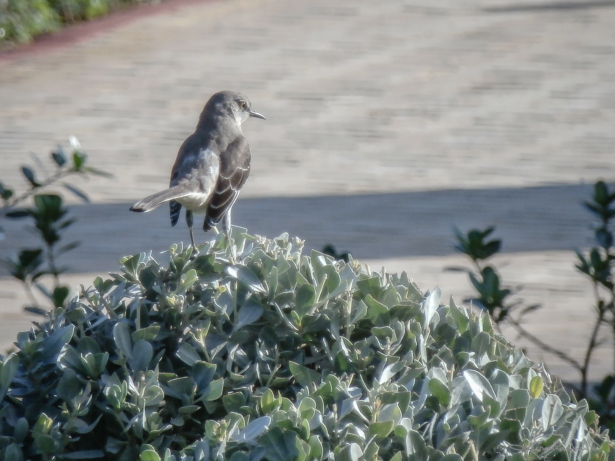 Olympus SZ-15,DZ-100 sample photo. Handheld point&shoot 20x zoom level photography