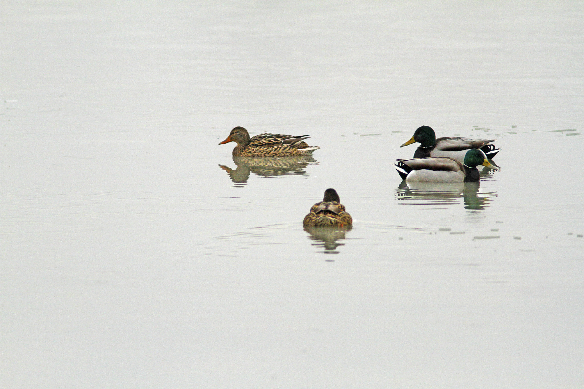 Canon EOS 7D + Canon EF 300mm f/4L + 1.4x sample photo. Simple ducks photography