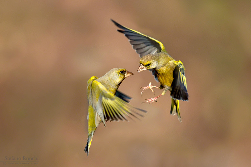 Canon EF 300mm F2.8L IS USM sample photo. Figth photography