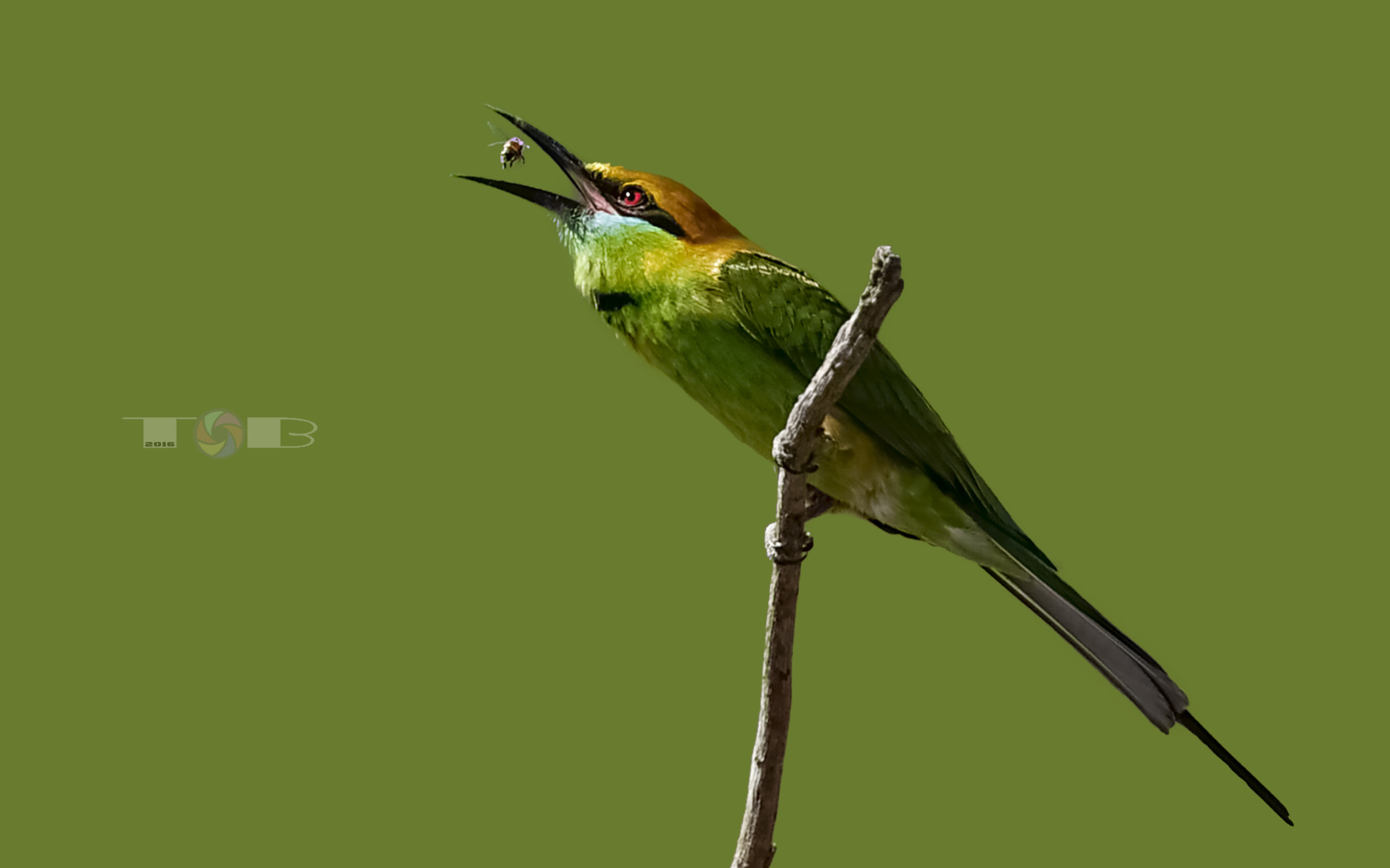 Nikon AF-S Nikkor 600mm F4D ED-IF II sample photo. Bee-eater photography