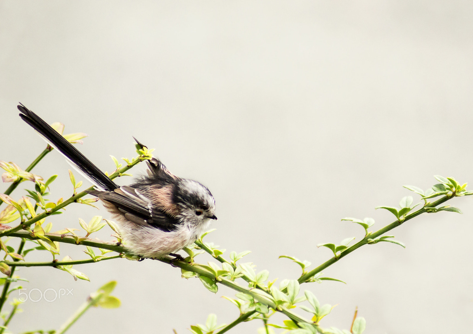 Sony 75-300mm F4.5-5.6 sample photo. Long tailed tit photography