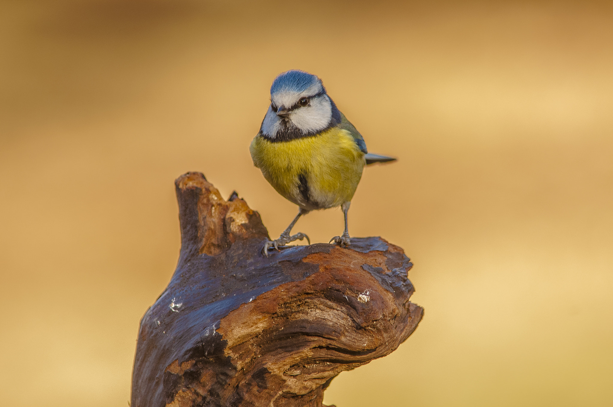 Nikon D300 + AF Nikkor 300mm f/4 IF-ED sample photo. Herrerillo photography