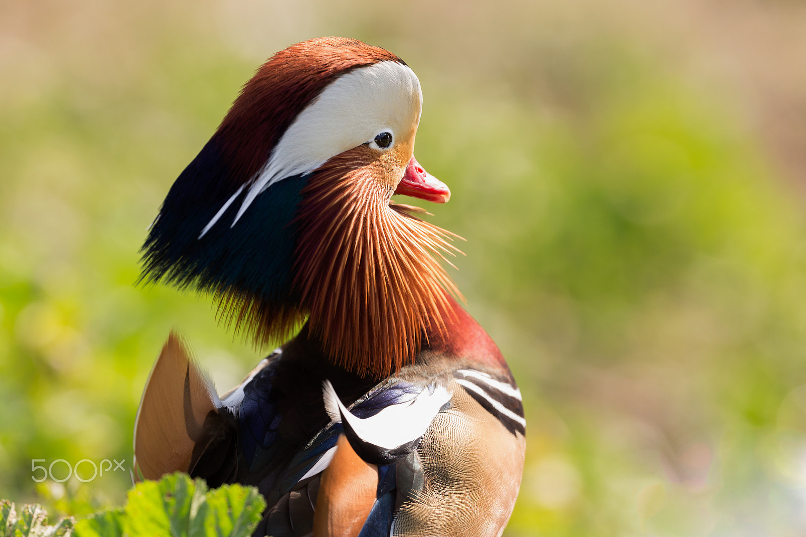 Canon EF 200-400mm F4L IS USM Extender 1.4x sample photo. Mandarin photography