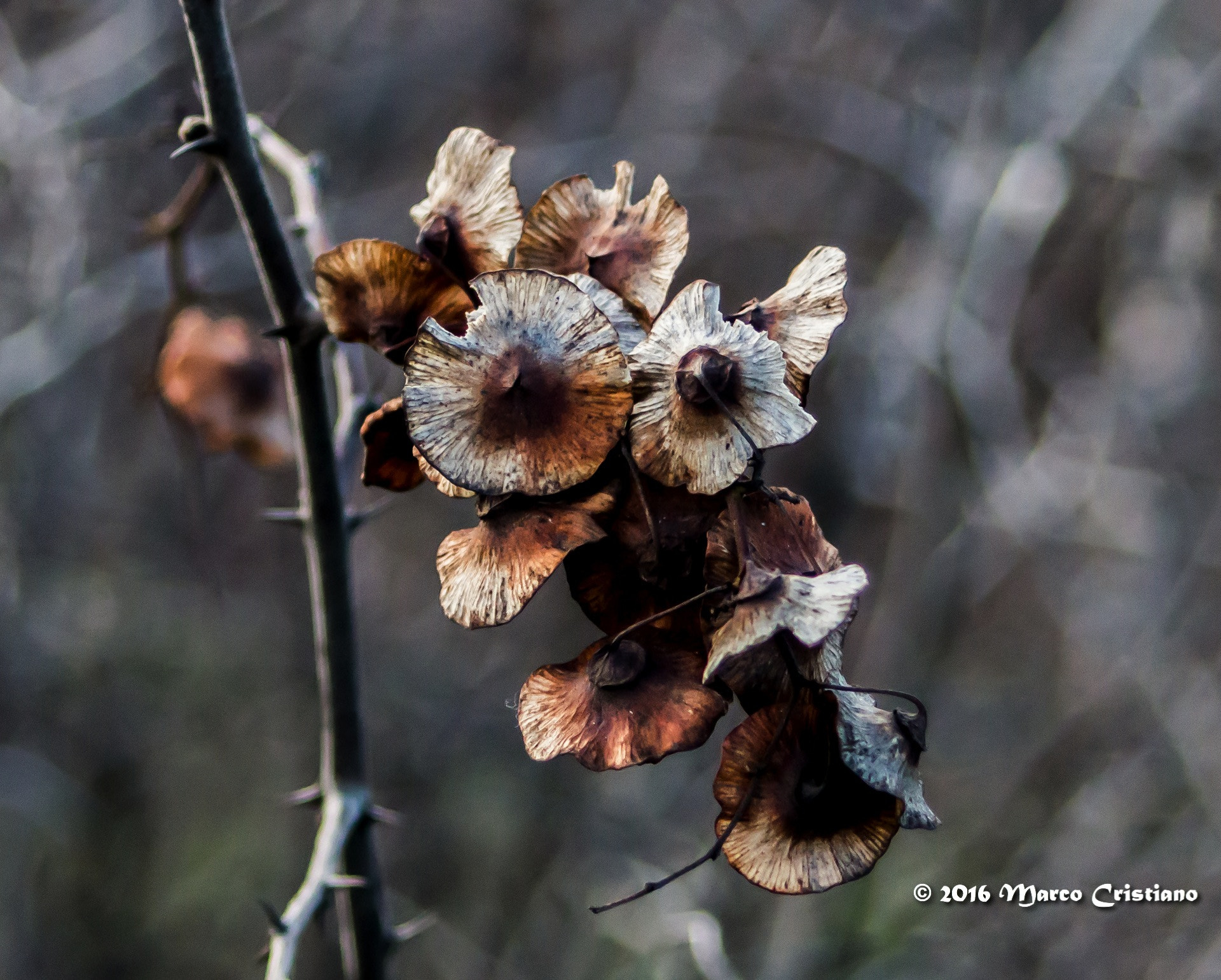 AF Zoom-Nikkor 28-70mm f/3.5-4.5 sample photo. Scheletri al vento... photography