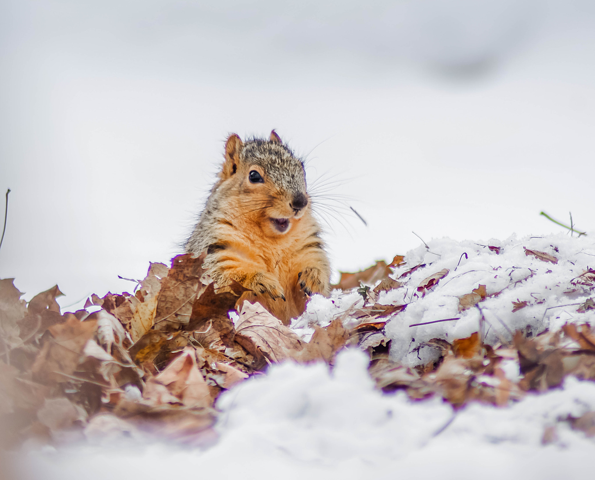 Tamron AF 70-300mm F4-5.6 Di LD Macro sample photo. Smile for the photo photography