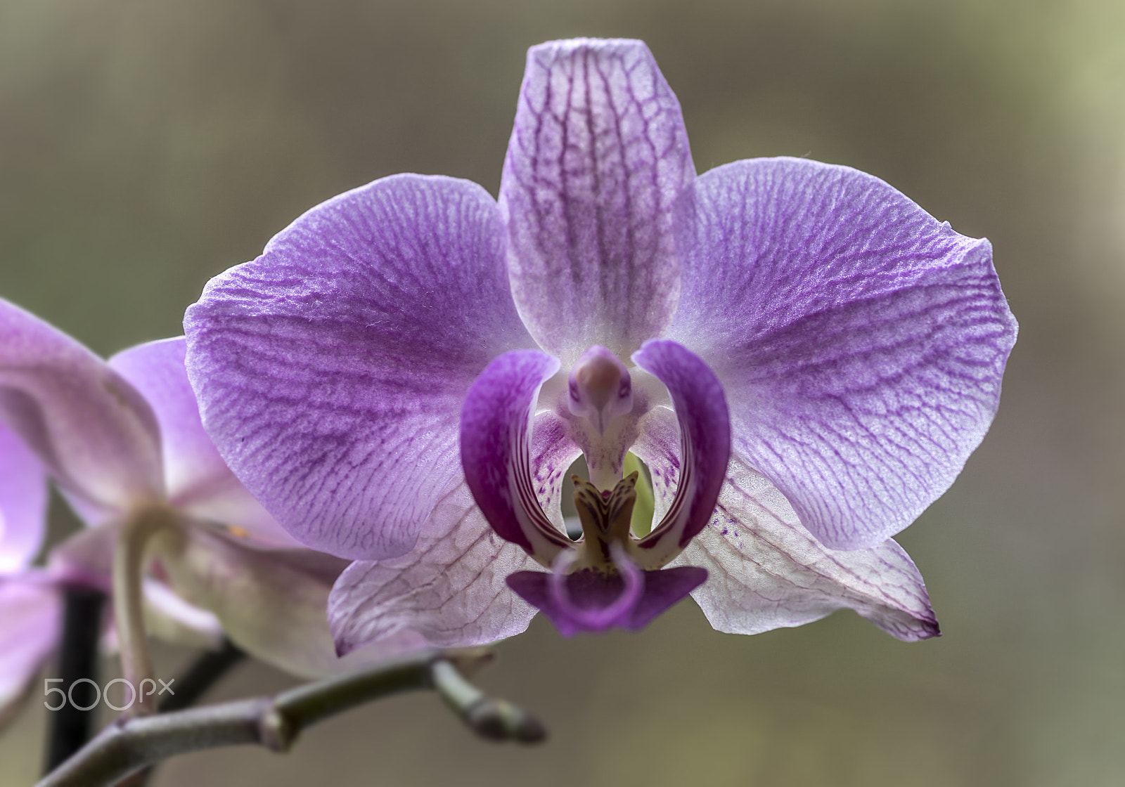 Sony ILCA-77M2 sample photo. Orchid macro photography