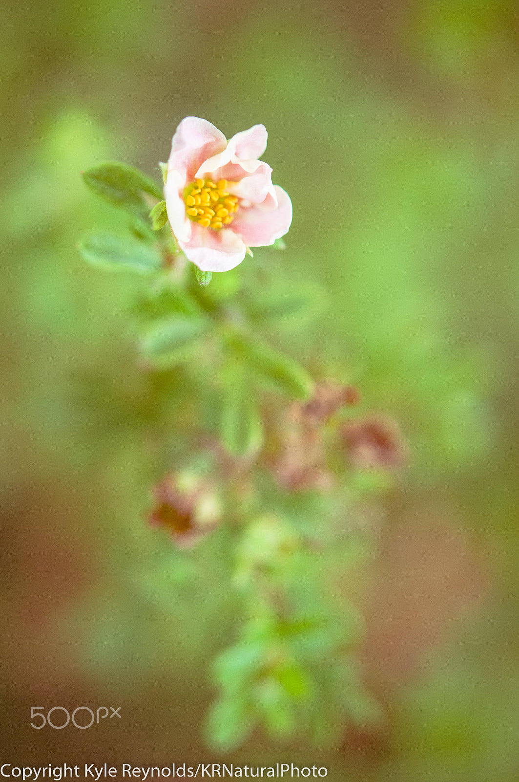 Nikon AF-S Micro-Nikkor 60mm F2.8G ED sample photo. Tall flower photography