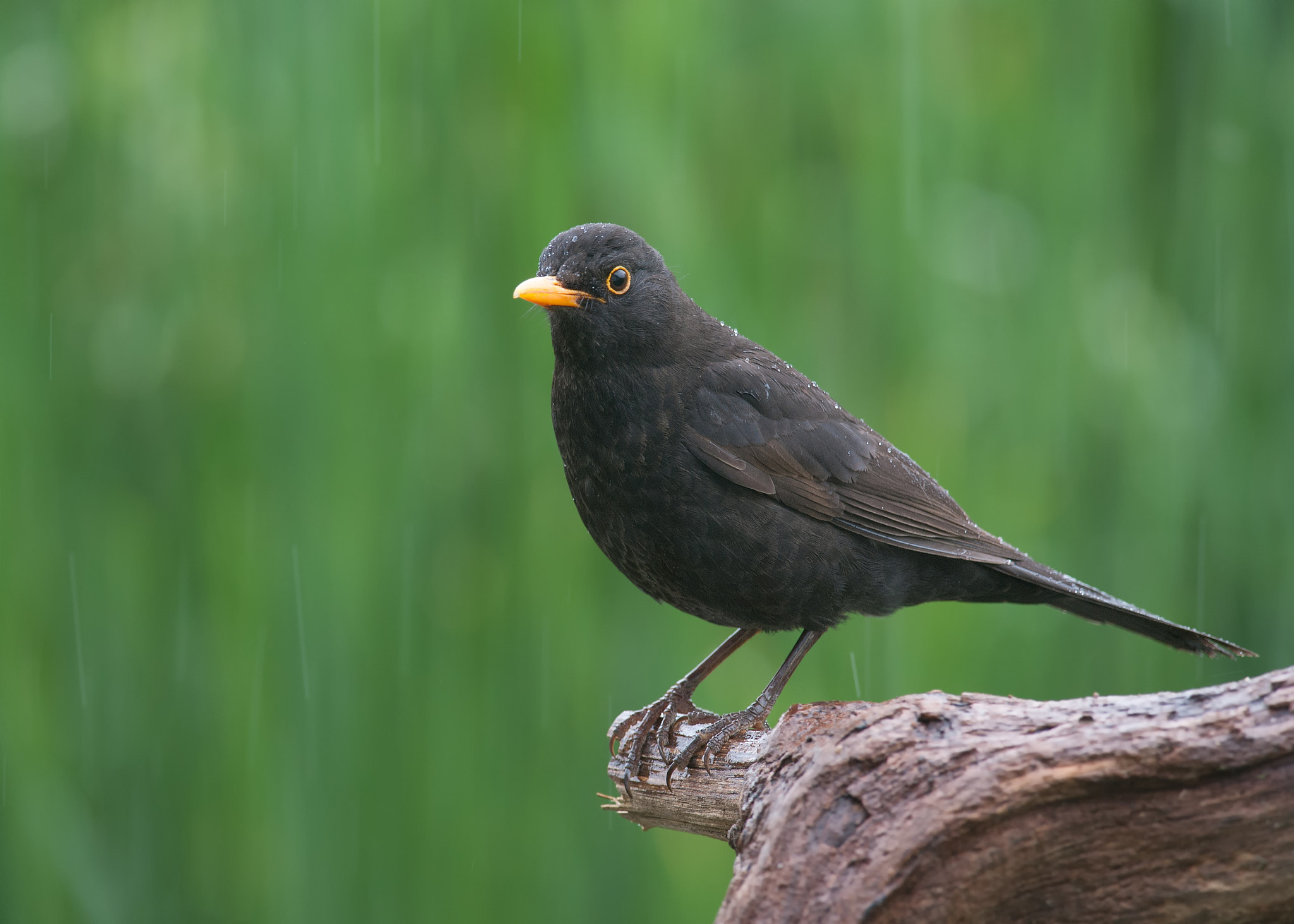 Nikon D700 + Nikon AF-S Nikkor 300mm F4D ED-IF sample photo. Common blackbird photography