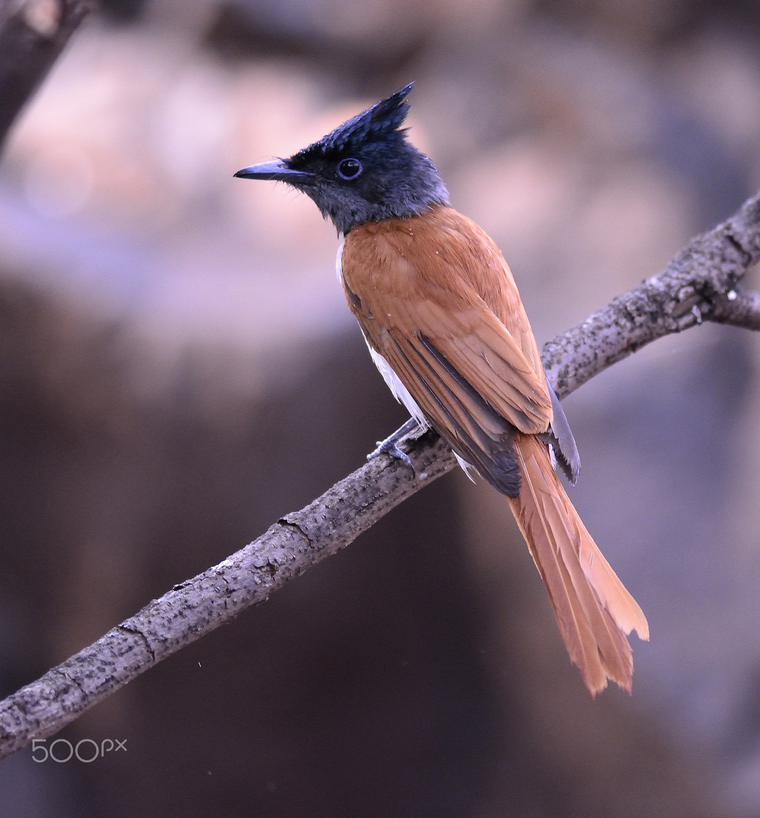 Nikon D5200 + Nikon AF-S Nikkor 300mm F4D ED-IF sample photo. Asian paradise flycatcher photography