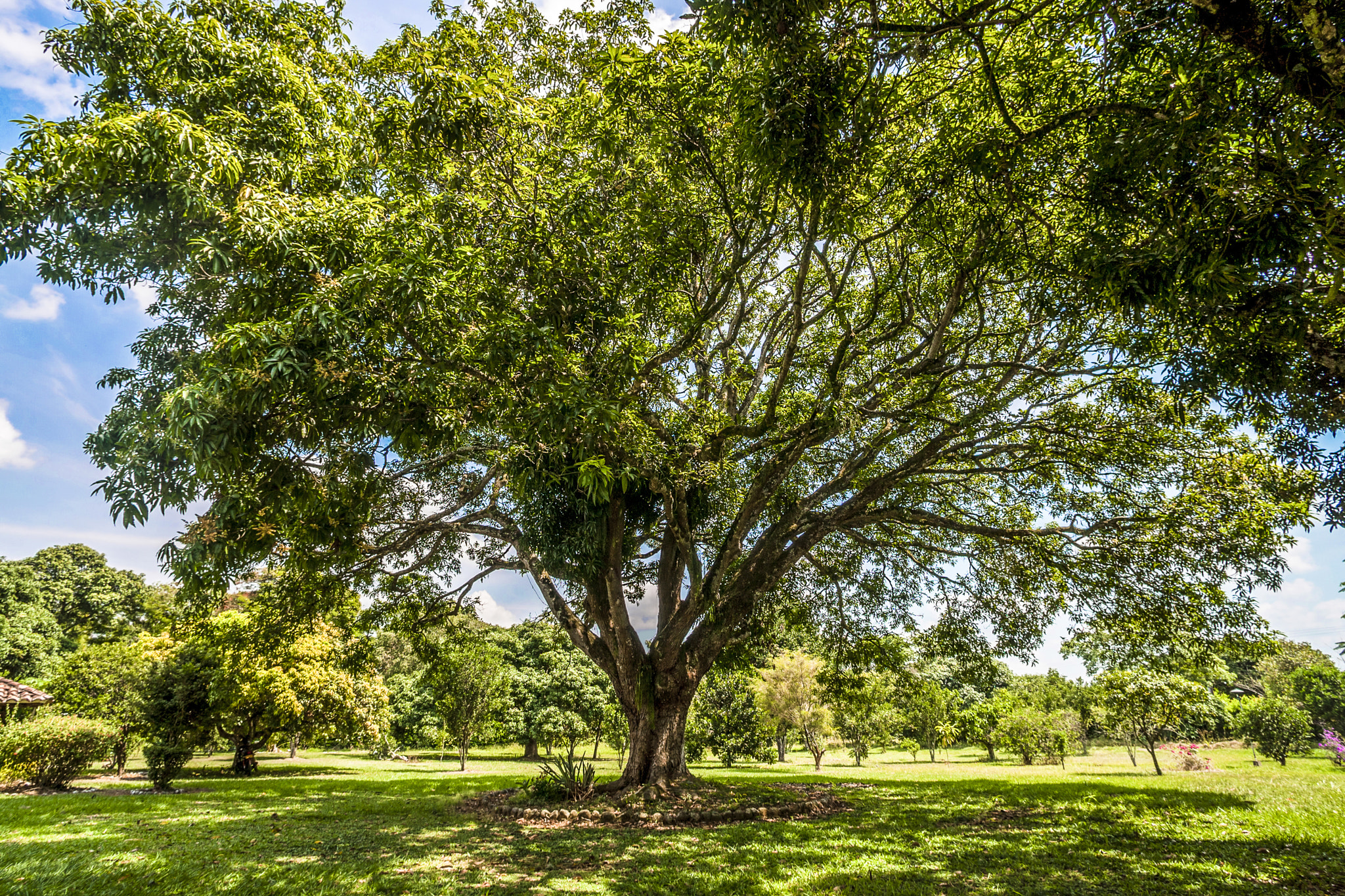 Canon EOS-1D Mark III + Canon EF 14mm F2.8L USM sample photo. Big tree photography