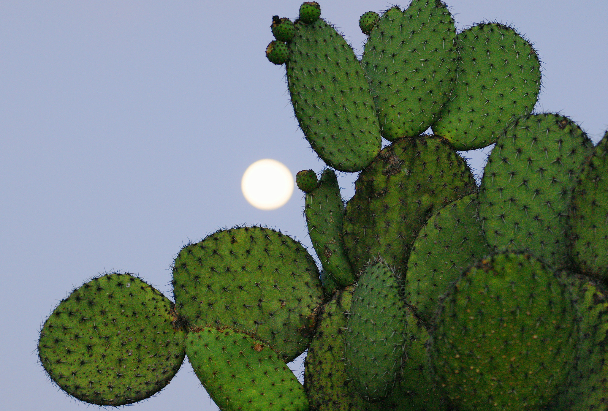 Sony Alpha DSLR-A700 + Minolta/Sony AF 70-200mm F2.8 G sample photo. Cactus photography