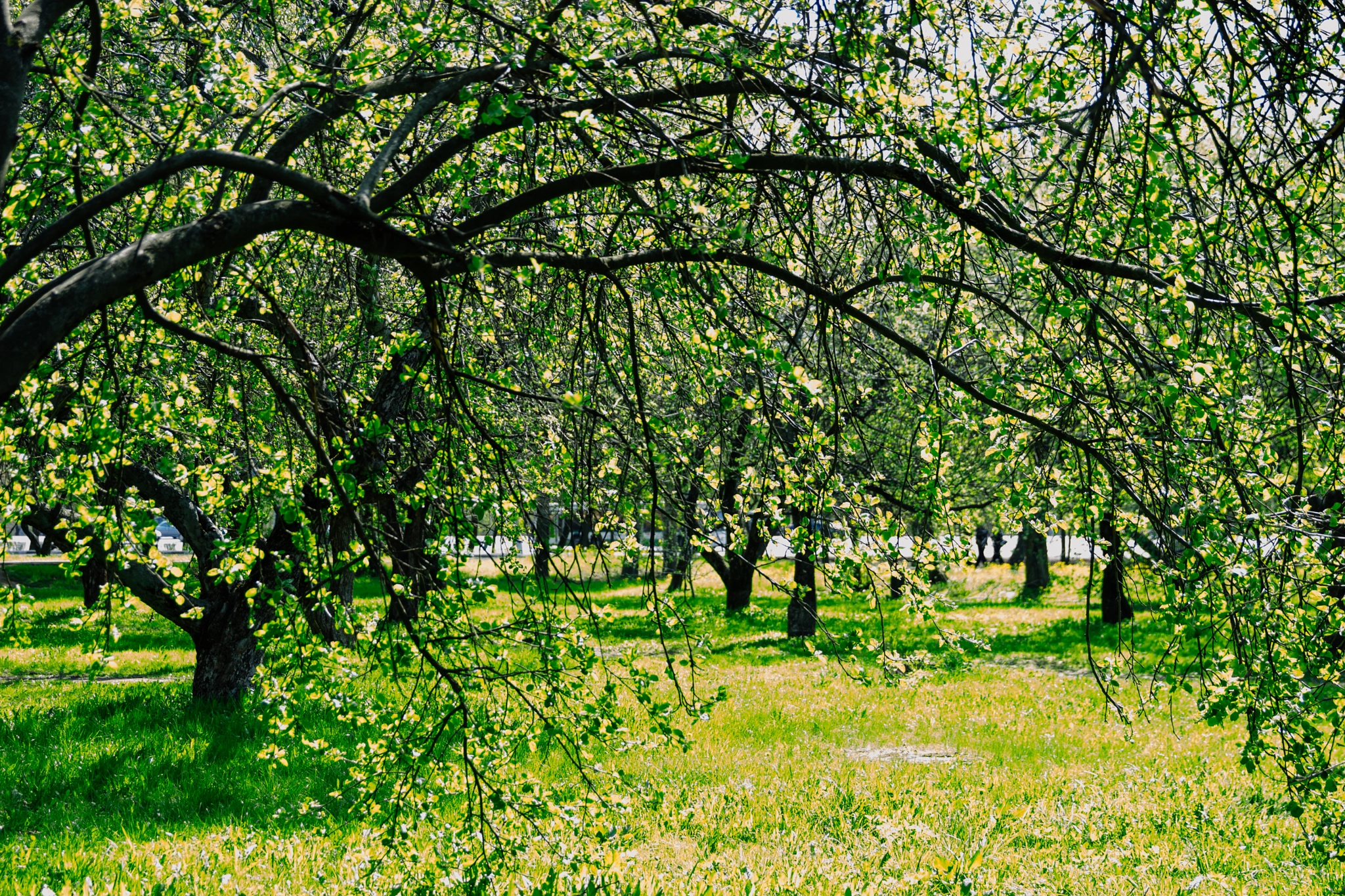 Canon EF 24-70mm F2.8L II USM sample photo. Spring in moscow , the 10th of may 2015 photography