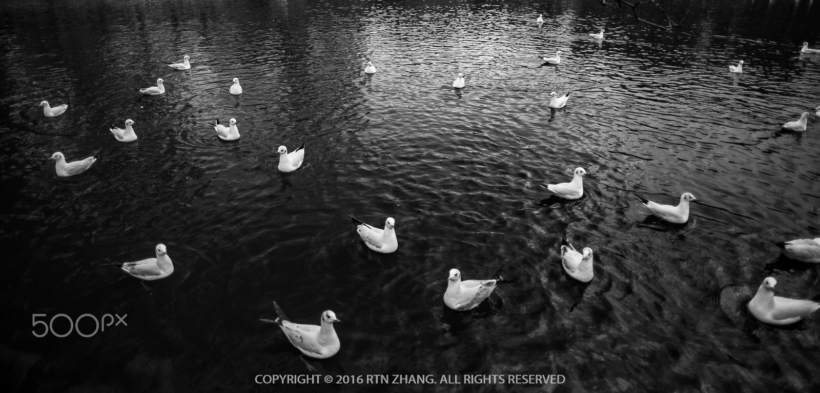 Nikon D700 + AF Nikkor 20mm f/2.8 sample photo. Black-headed gulls photography