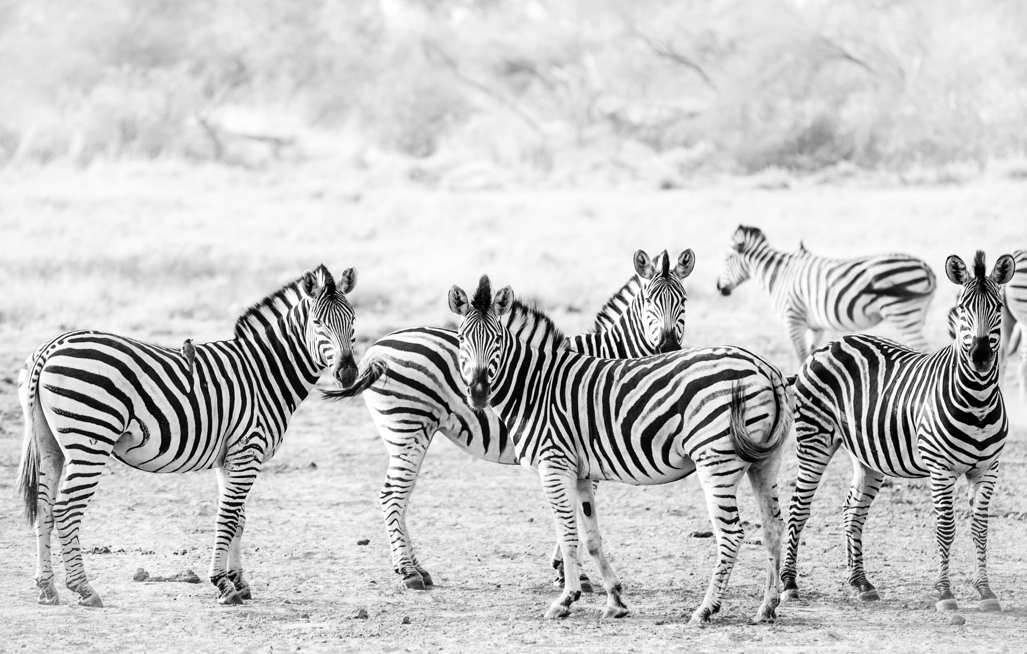 Nikon D600 sample photo. Oxpecker and friends photography