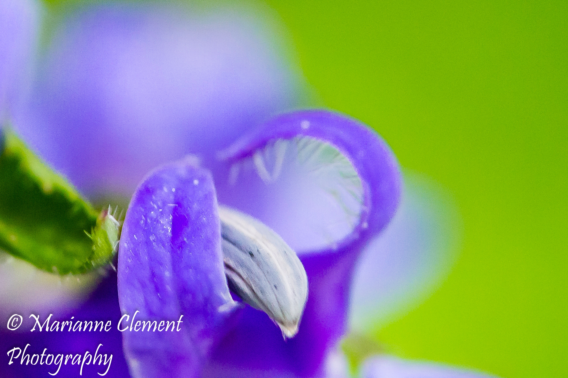 Canon EF-S 60mm F2.8 Macro USM sample photo. Shade of blue photography