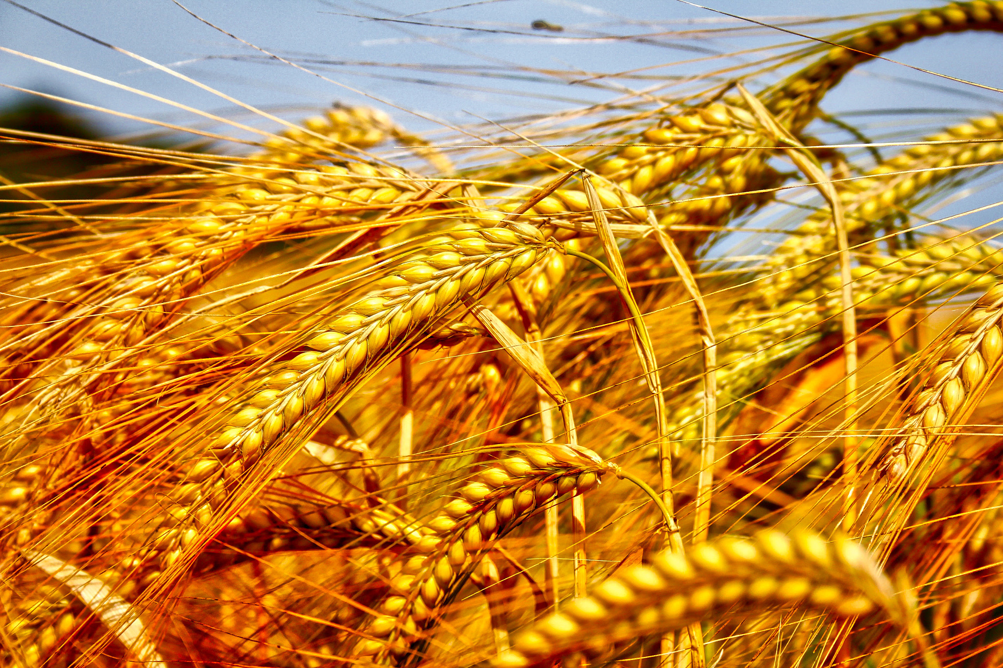 Canon EF-S 18-55mm F3.5-5.6 sample photo. Wheat photography