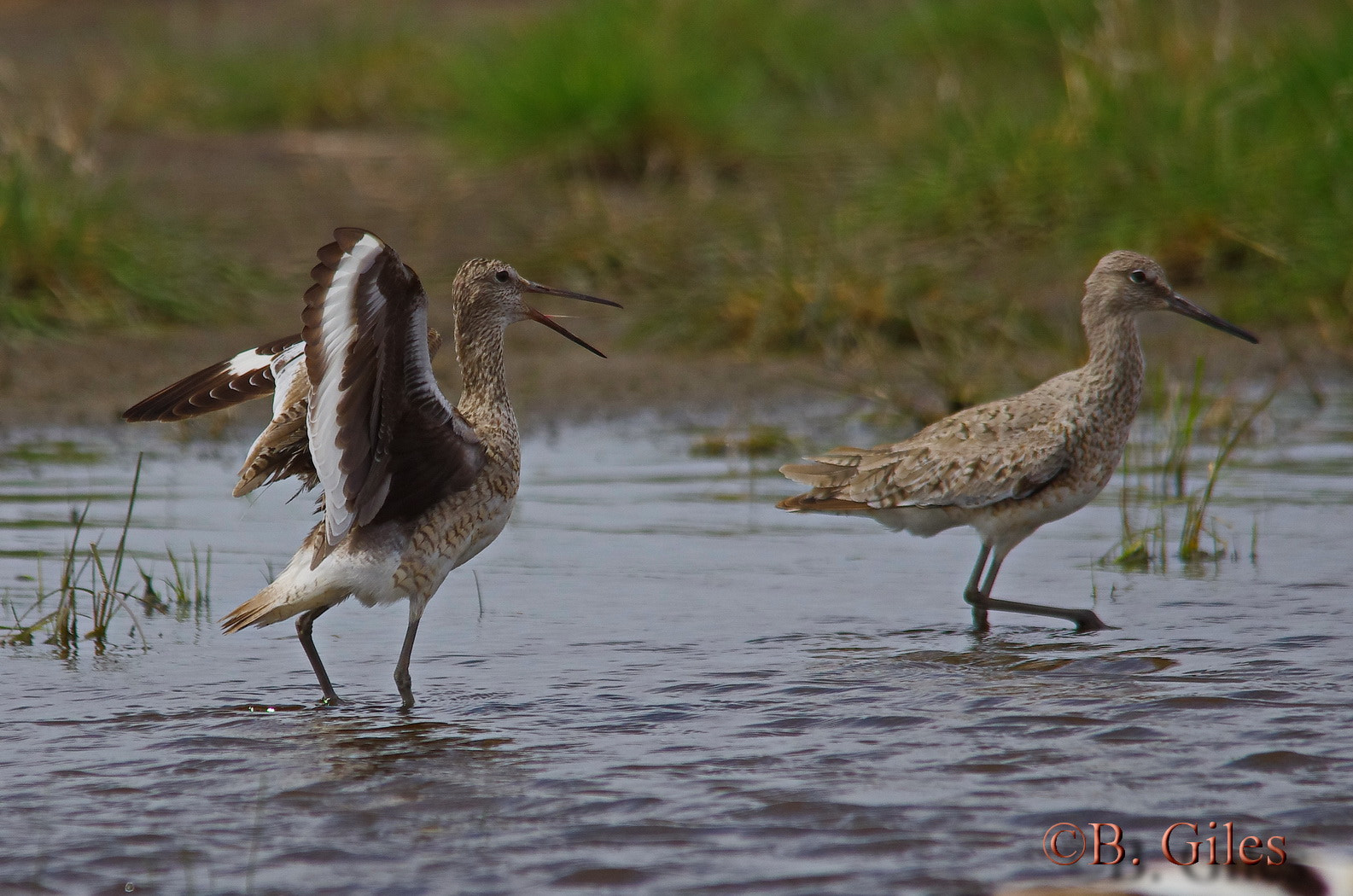 Sigma 150-500mm F5-6.3 DG OS HSM sample photo. Cold shoulder photography