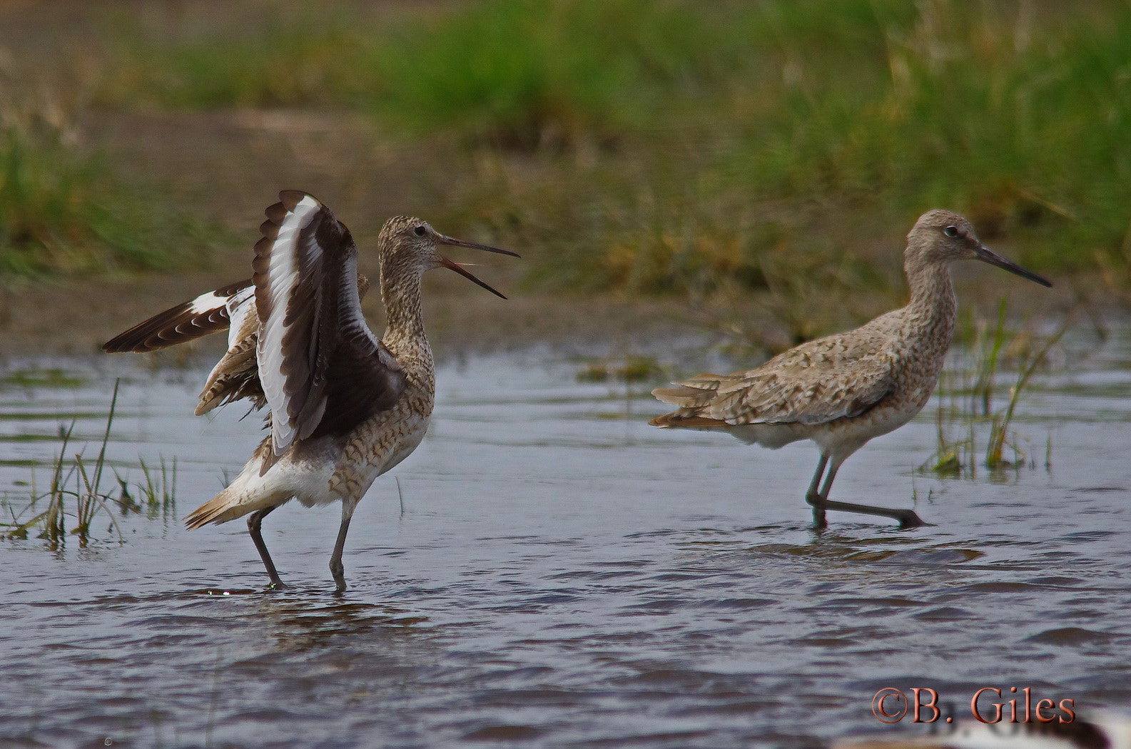 Pentax K-5 IIs + Sigma 150-500mm F5-6.3 DG OS HSM sample photo. Cold shoulder photography