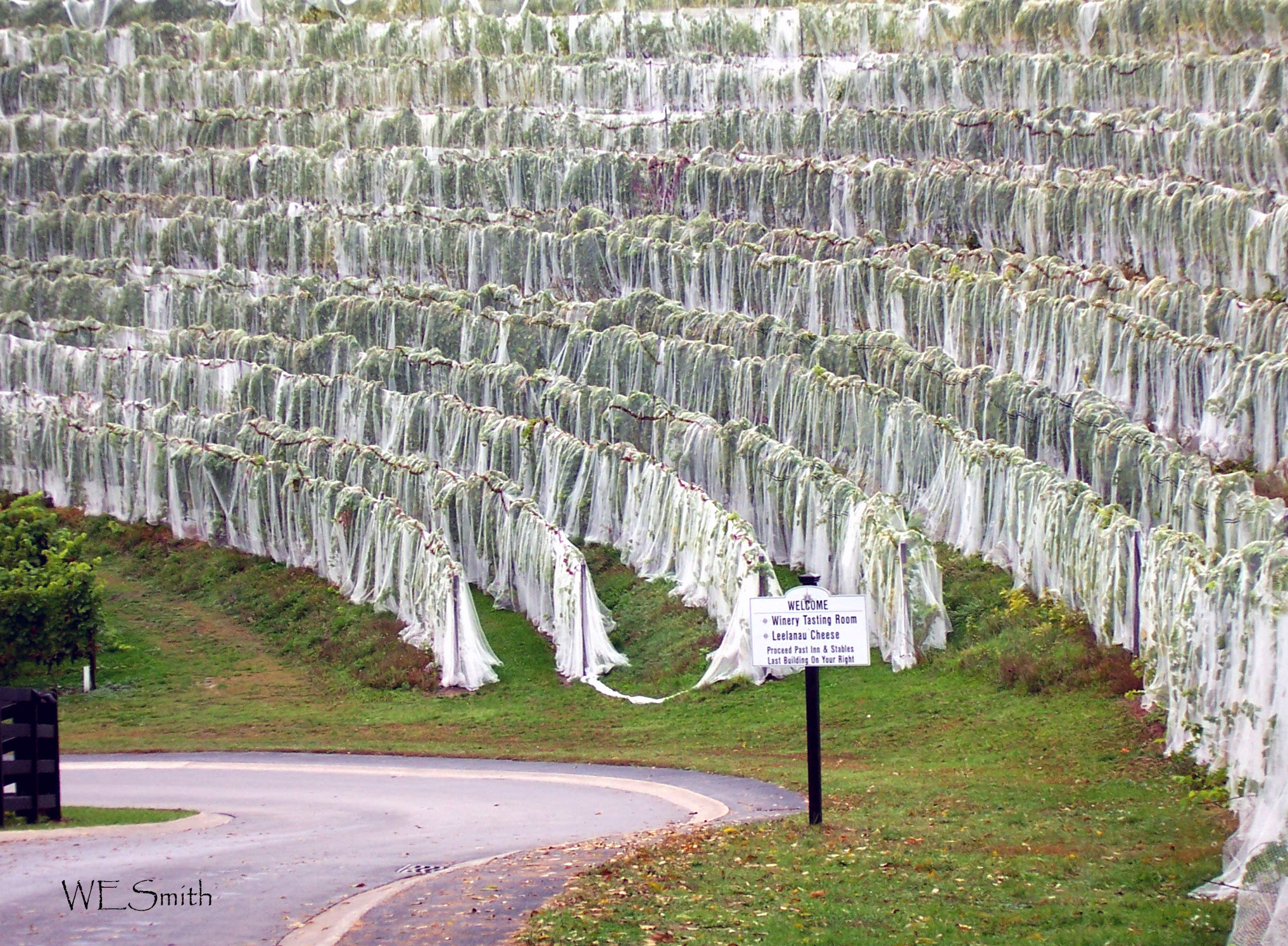 Kodak Z700 ZOOM DIGITAL CAMERA sample photo. Black star farms entrance, grapes covered with netting to keep t photography