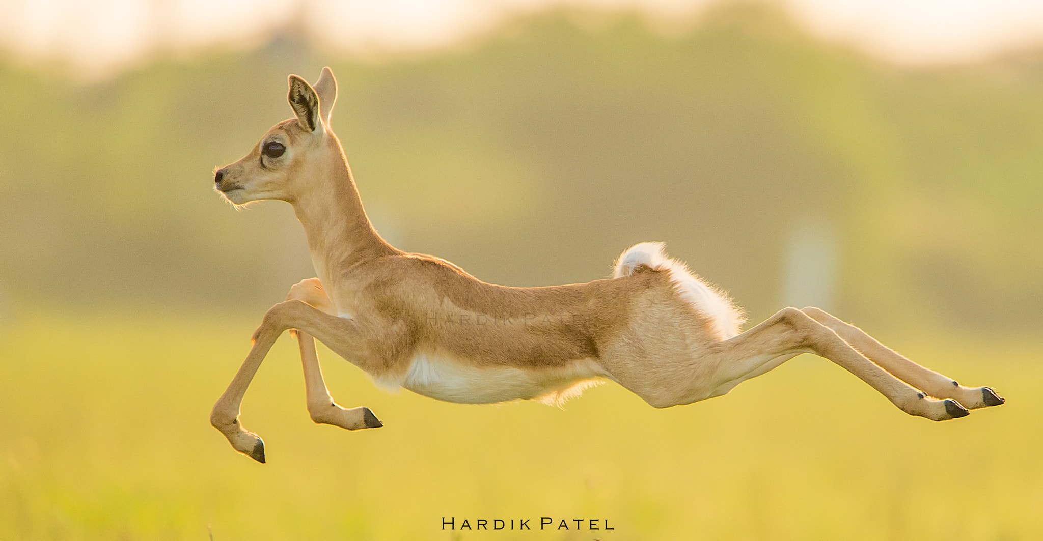 Nikon D4S sample photo. The jump photography