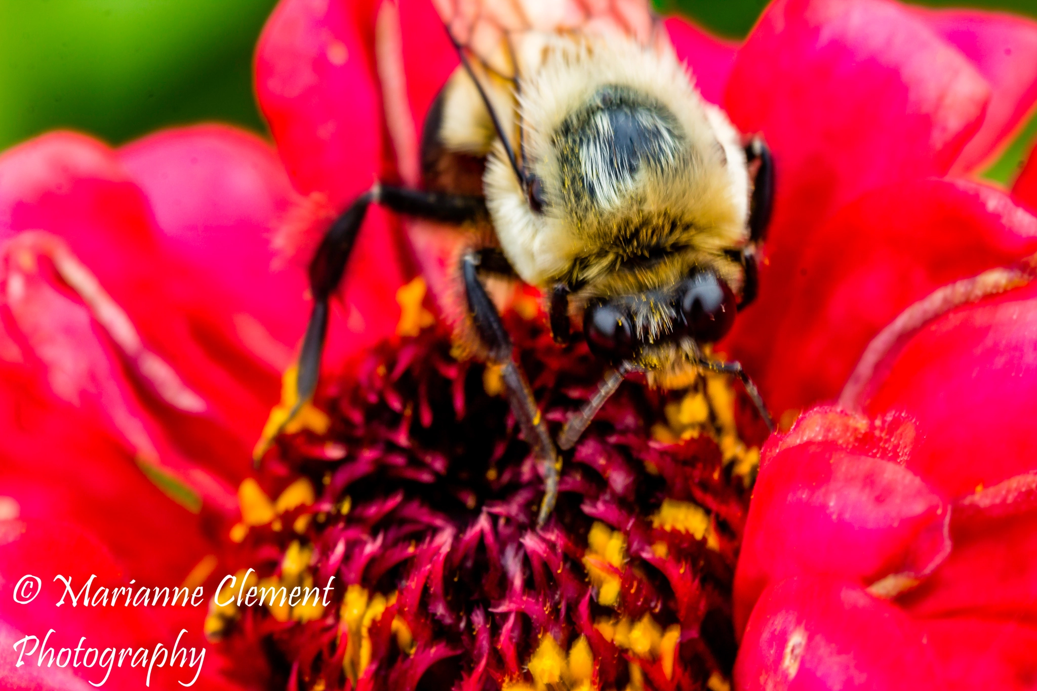 Canon EF-S 60mm F2.8 Macro USM sample photo. Seeking pollen photography