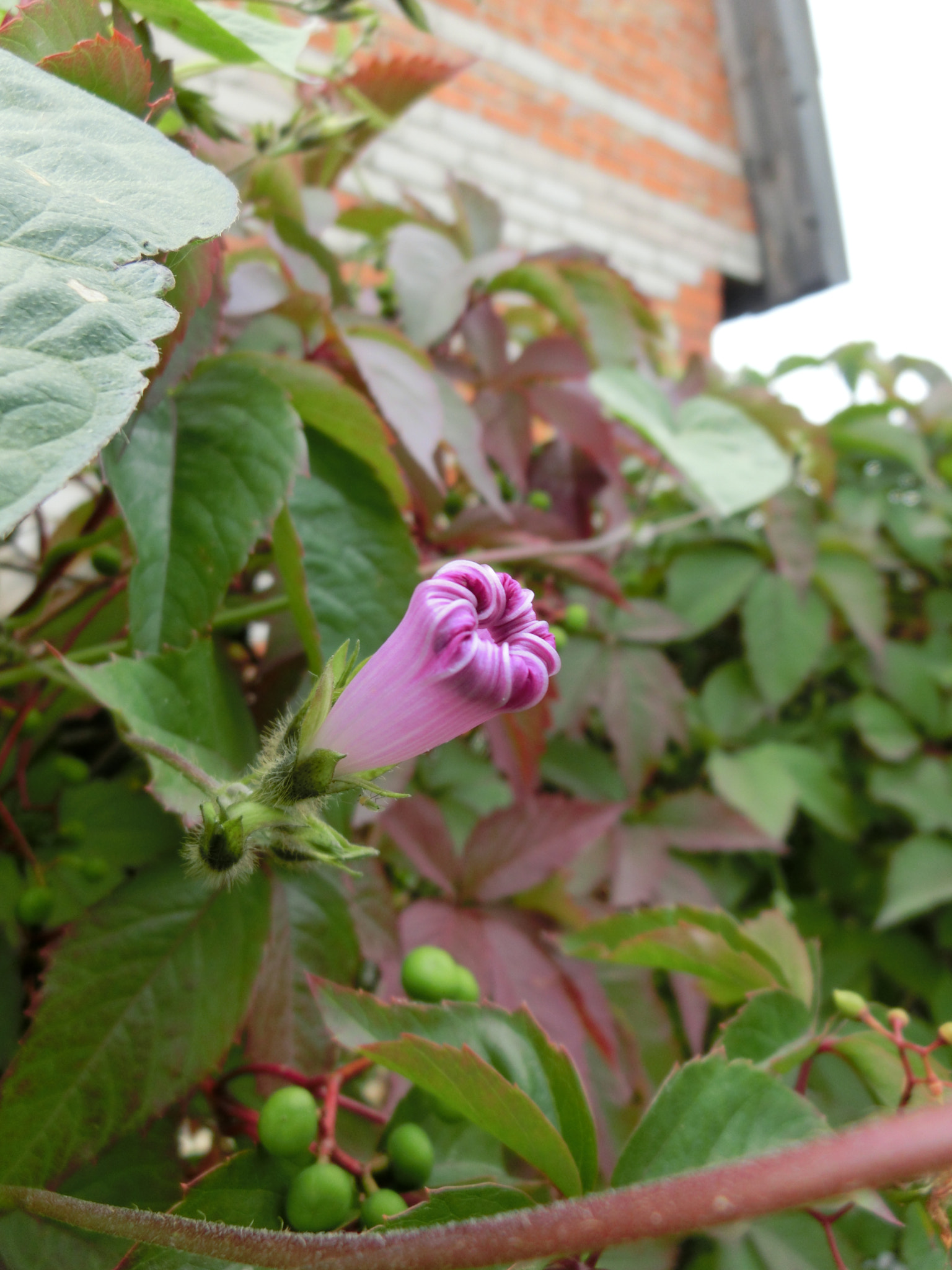 CASIO EX-ZR300 sample photo. Pink nature -- beauty nature photography