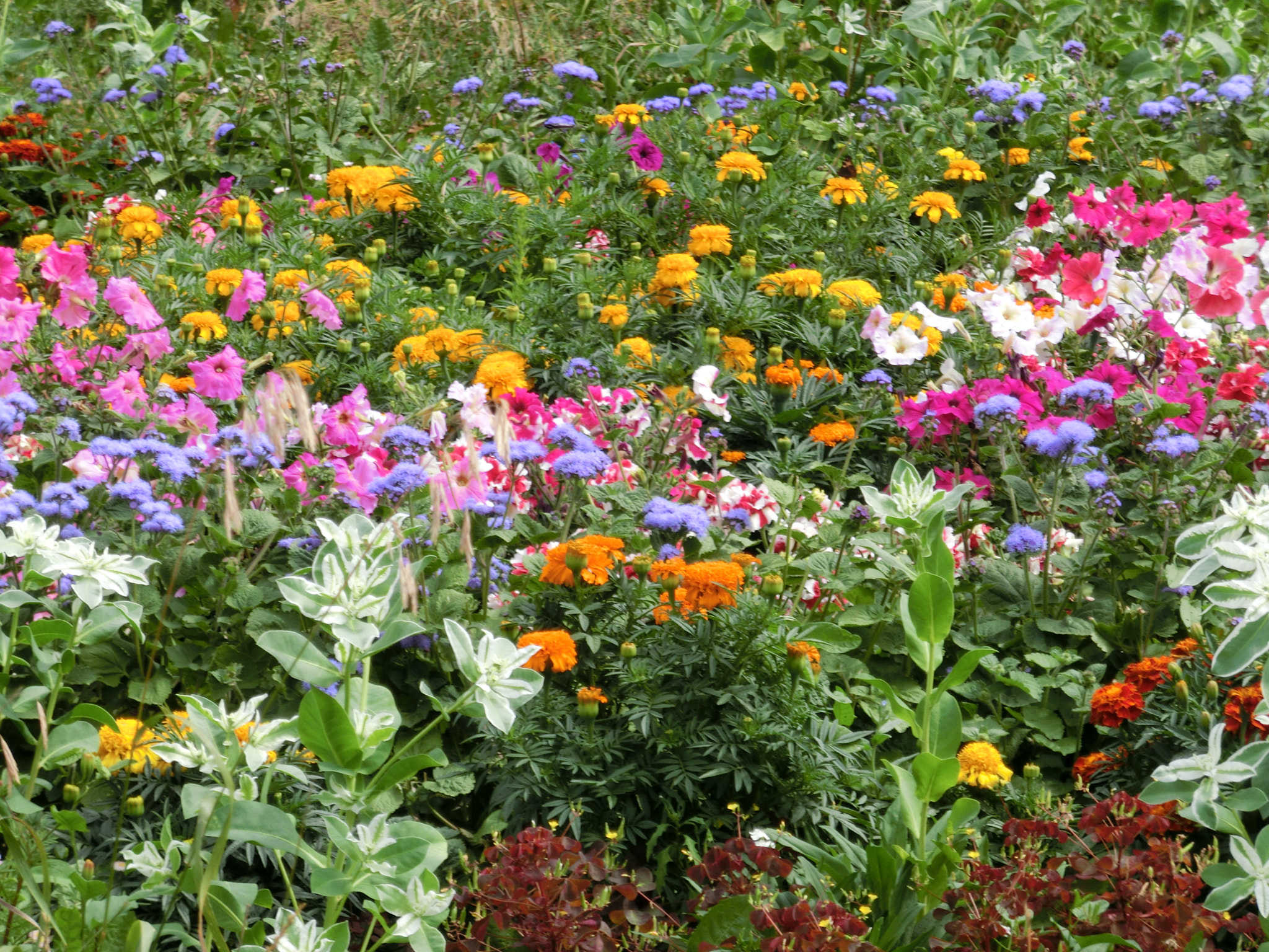 CASIO EX-ZR300 sample photo. Flowers - last summer photography