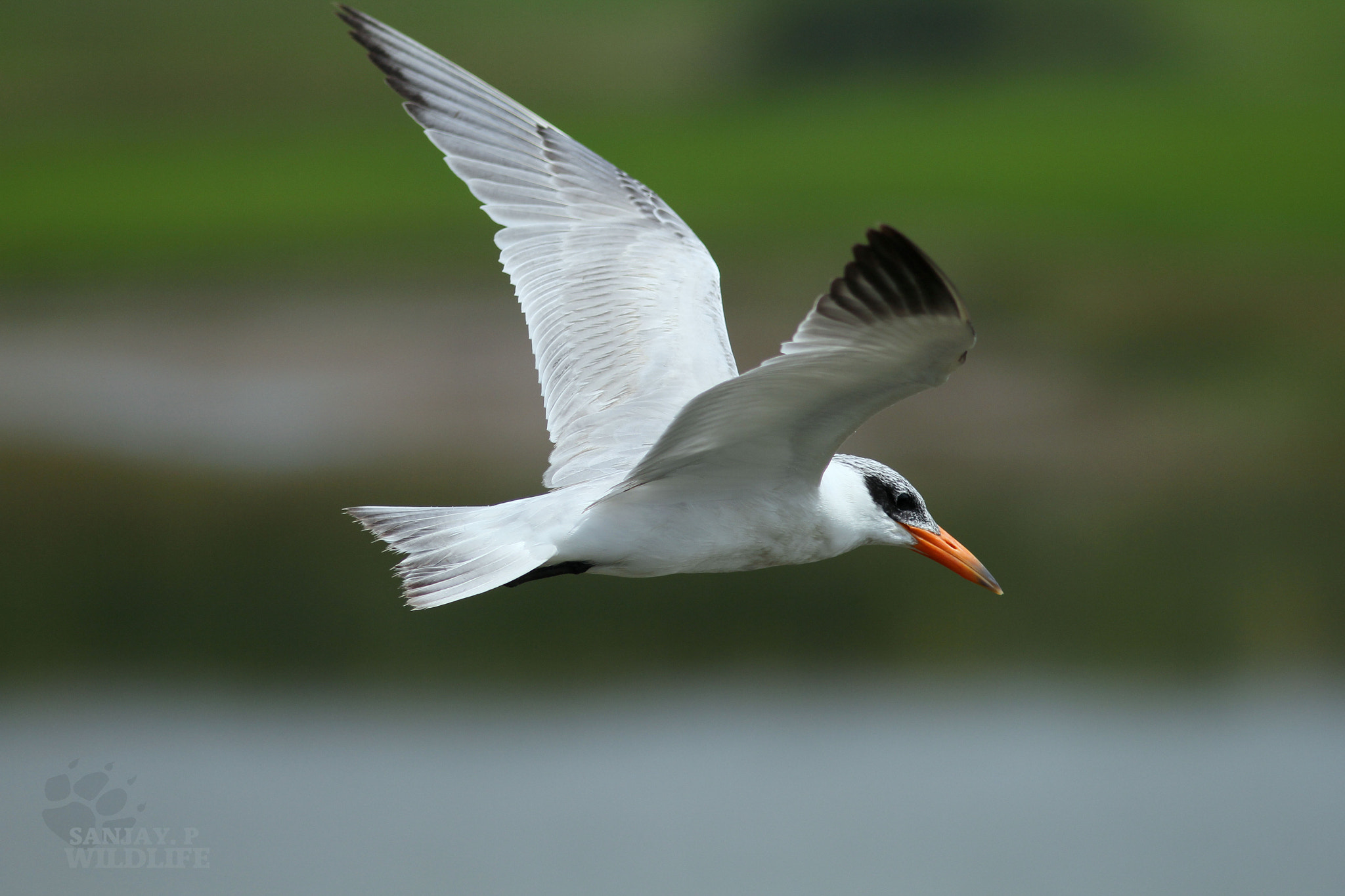 Canon EOS 60D + Canon EF 300mm F4L IS USM sample photo. Caspian tern (hydropogne caspia) photography