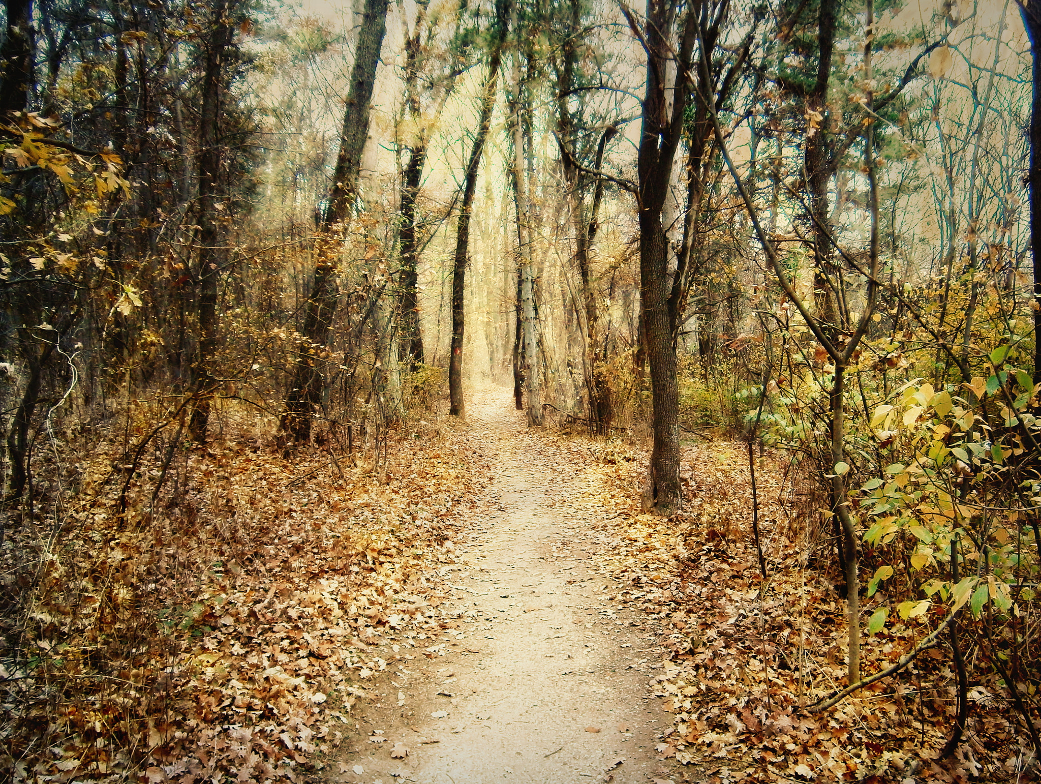 Olympus VG145,VG140,D715 sample photo. Autumn wood photography