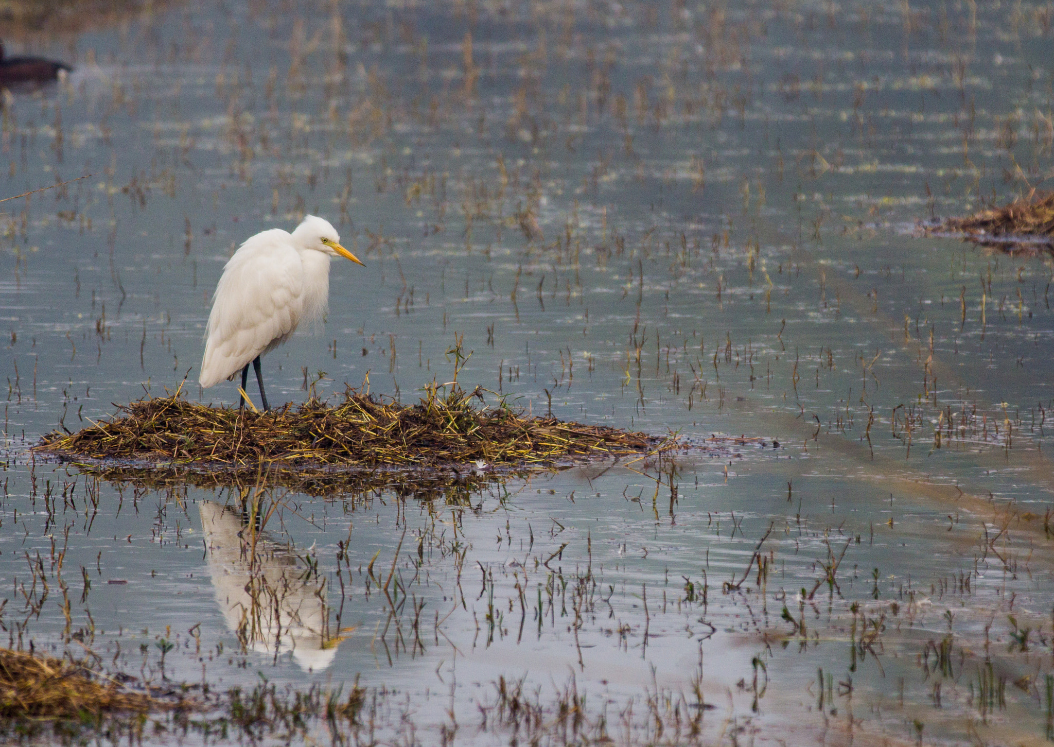 Canon EF 70-200mm F2.8L IS II USM sample photo. Egret photography