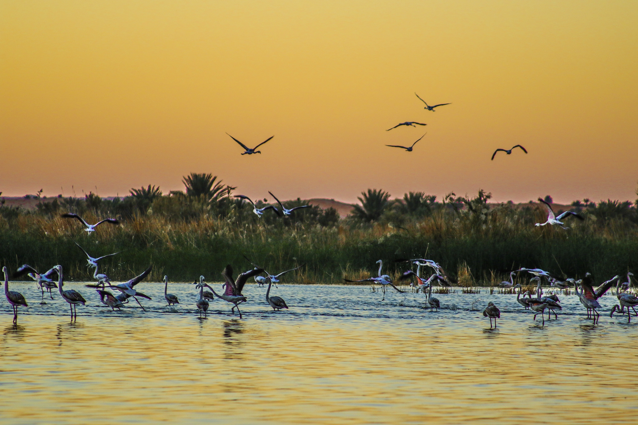 Canon EF 80-200mm F4.5-5.6 II sample photo. Dancing flamingos of the sahara photography