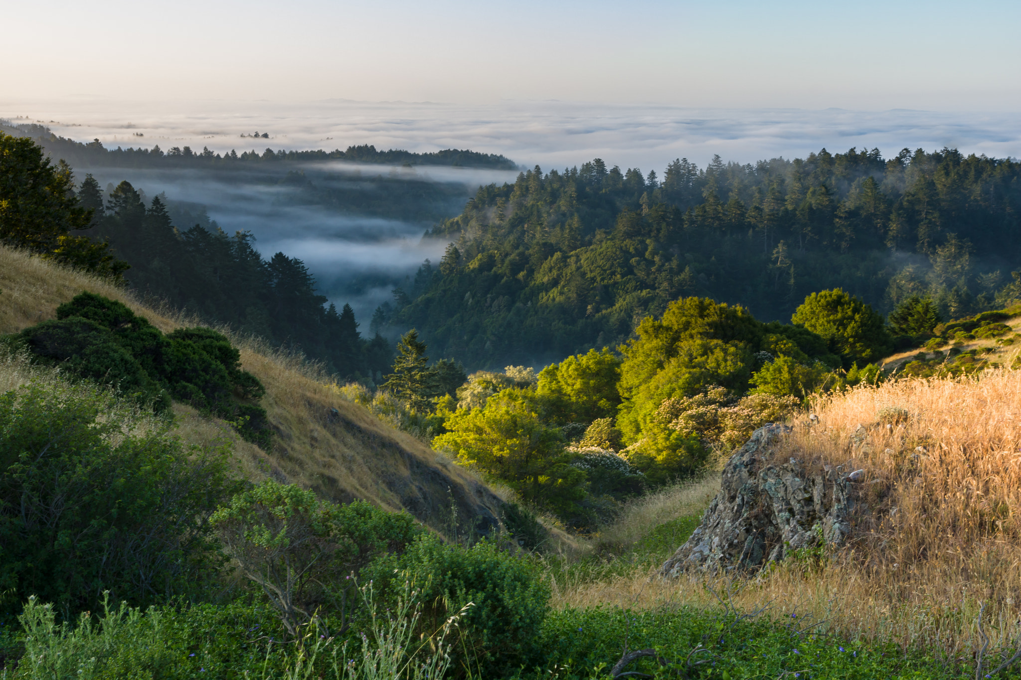 Sony SLT-A65 (SLT-A65V) + Tamron SP 24-70mm F2.8 Di VC USD sample photo. Sonoma morning photography