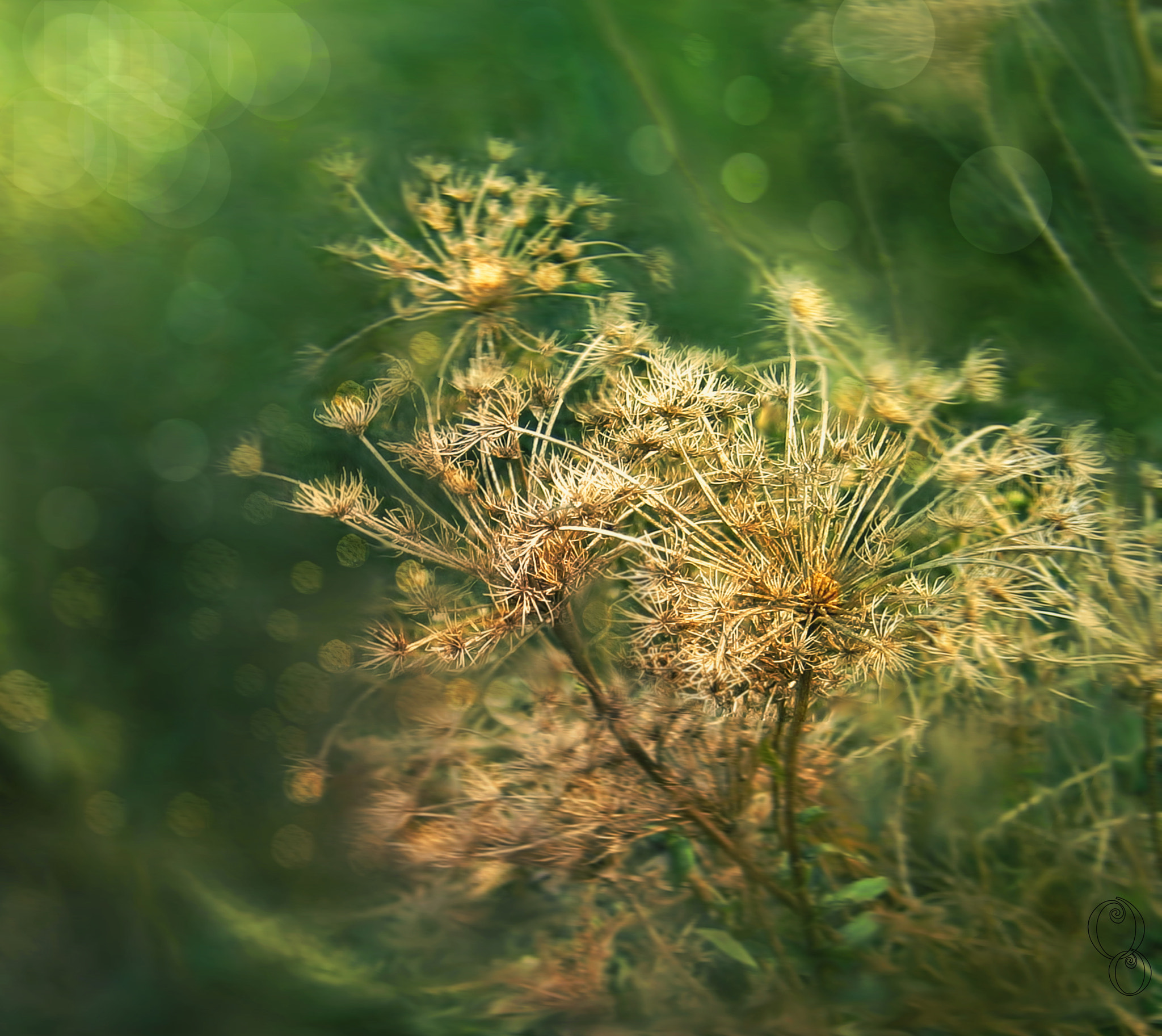 Olympus VG145,VG140,D715 sample photo. Autumn grass photography