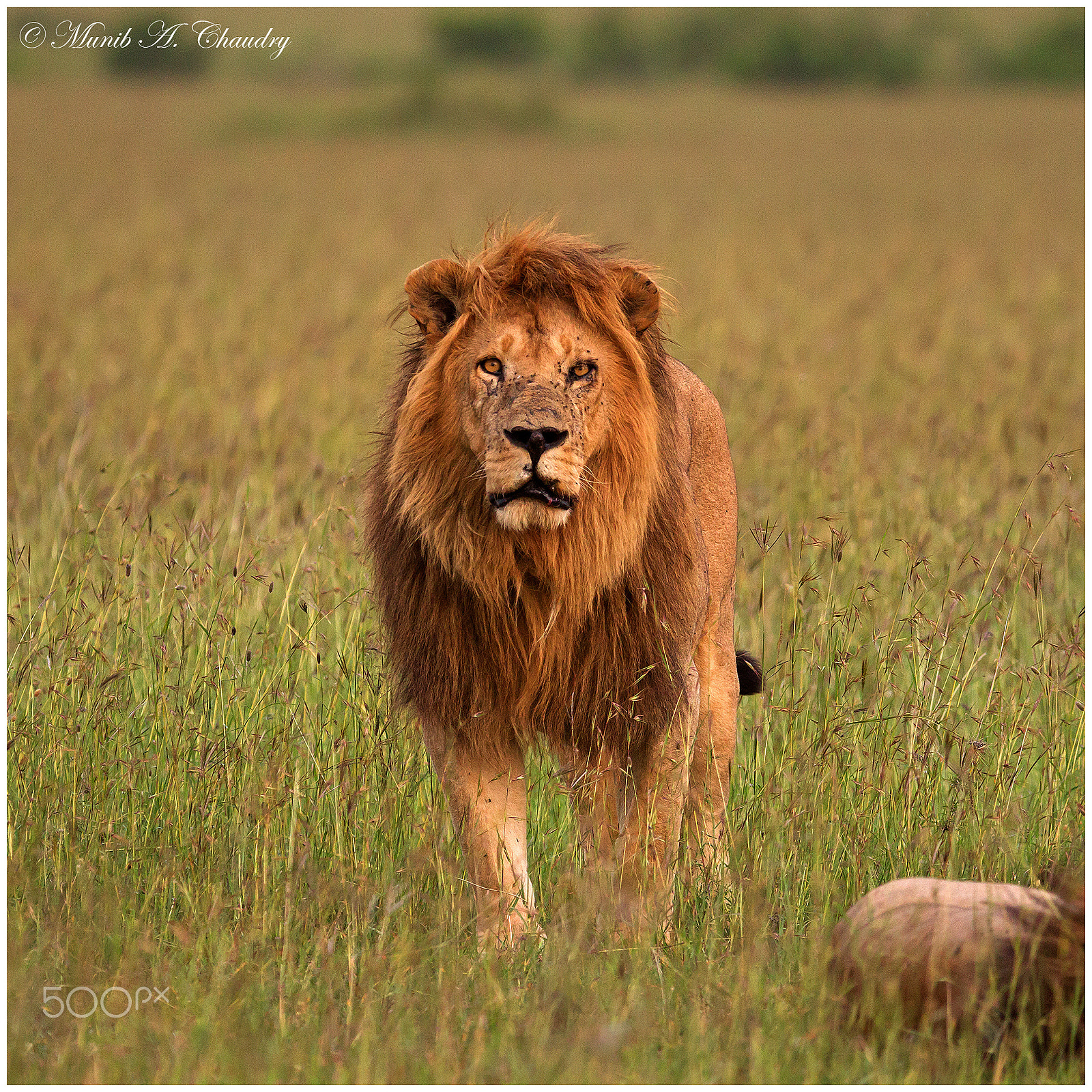 Canon EF 200-400mm F4L IS USM Extender 1.4x sample photo. R.i.p. the late king! photography