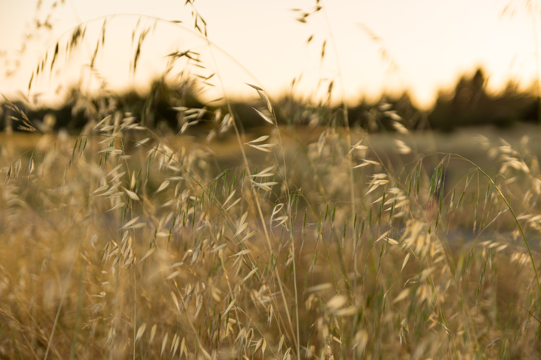 Sony SLT-A65 (SLT-A65V) + Tamron SP 24-70mm F2.8 Di VC USD sample photo. Golden grass photography